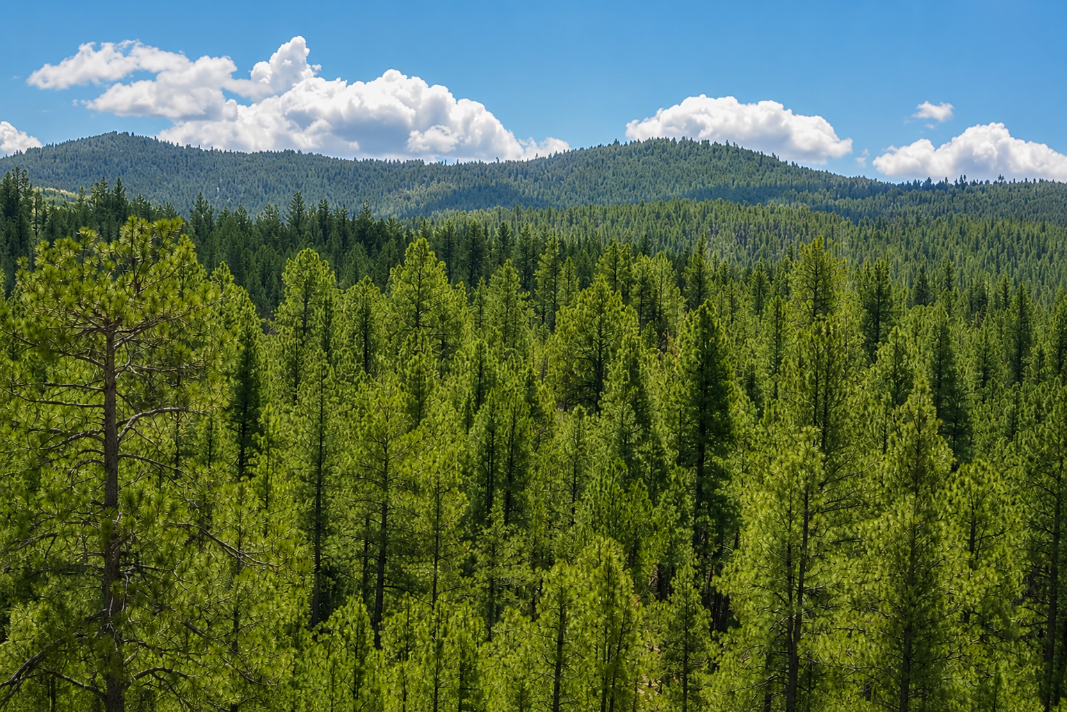 Aerial view of a green ponderosa pine forest and rolling hills in the White Mountains, Arizona