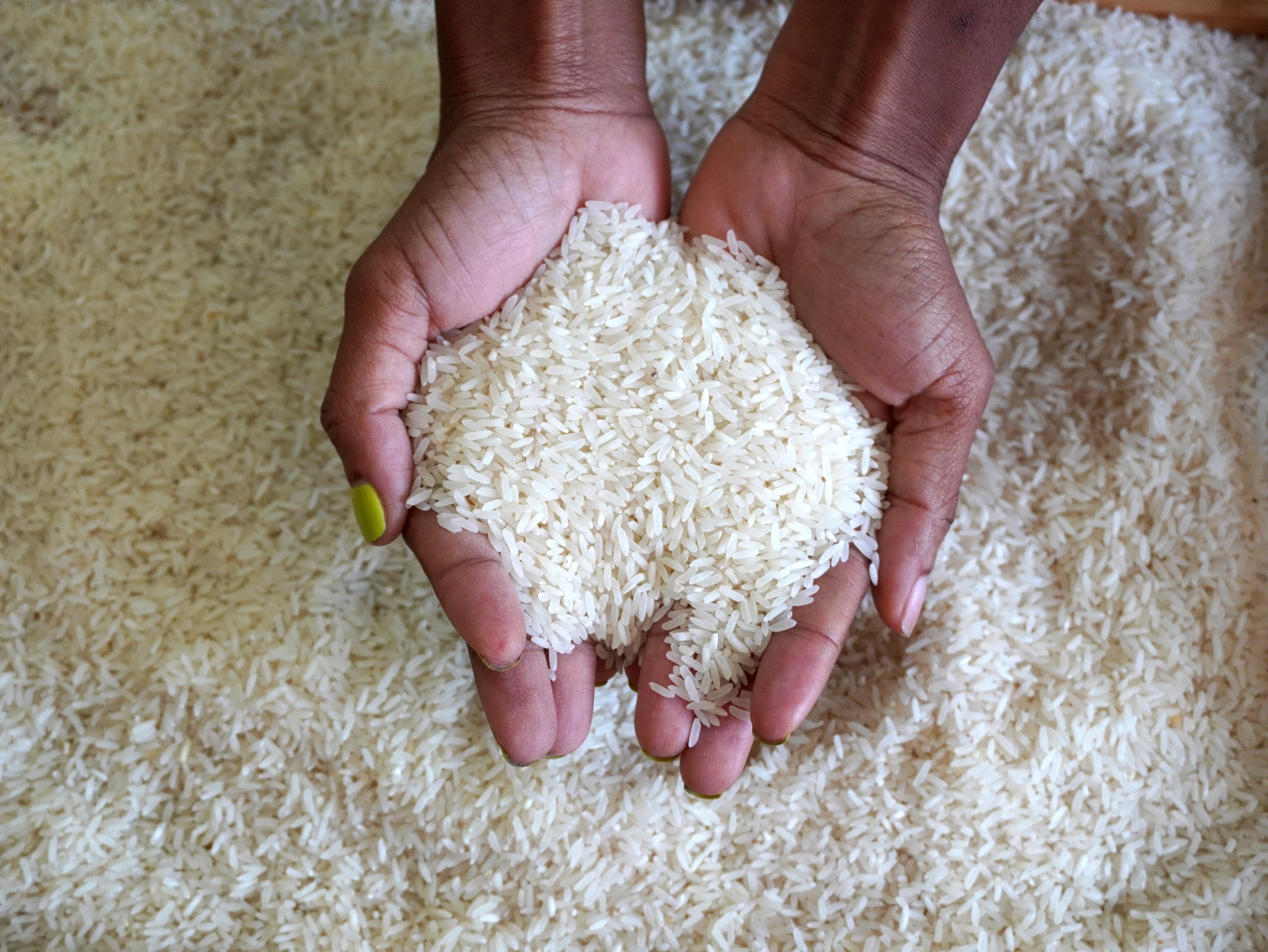 Mains tenant une poignée de riz Diri Kasik au-dessus des grains