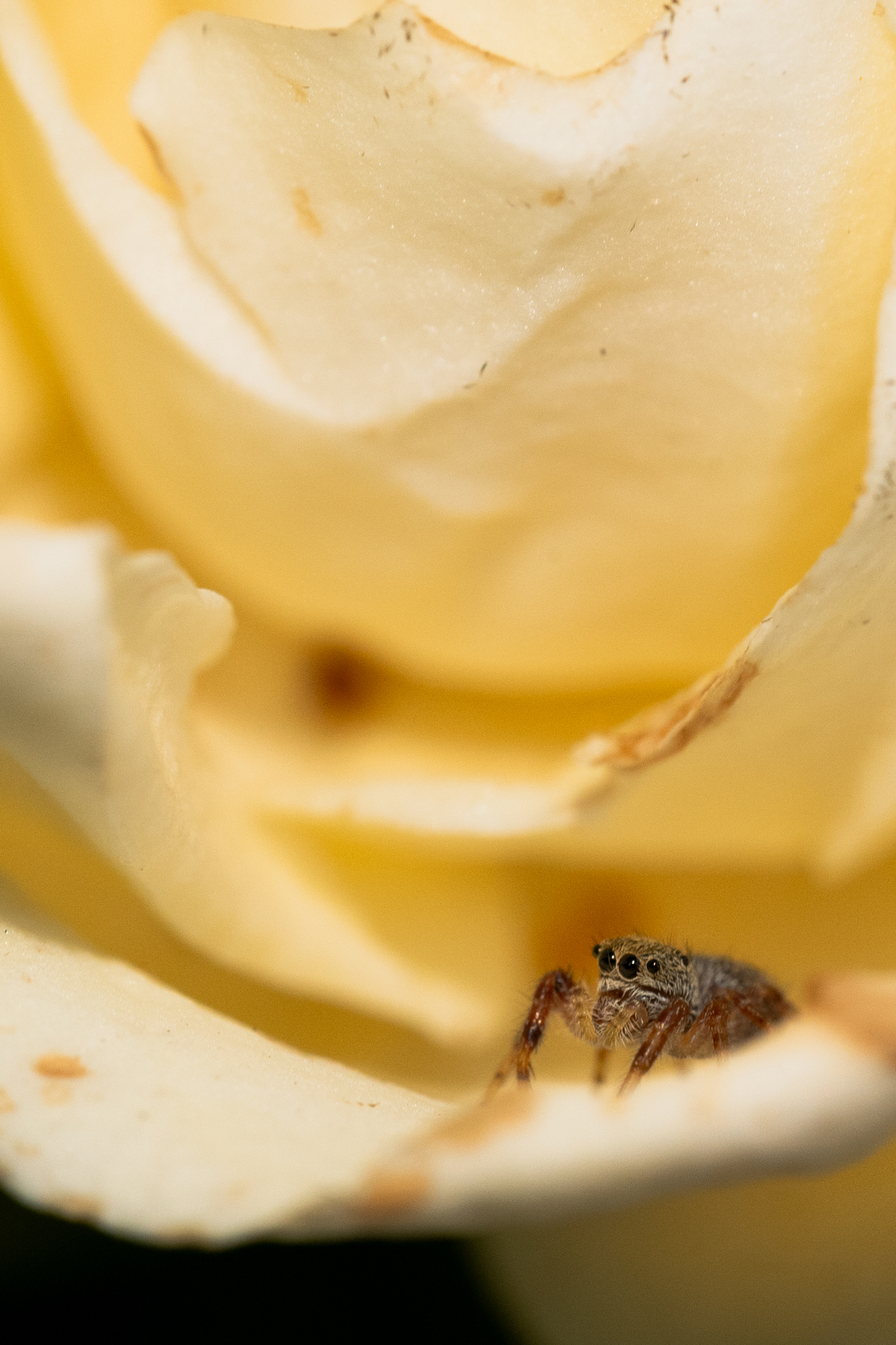 Tiny jumping spider on cream rose petals