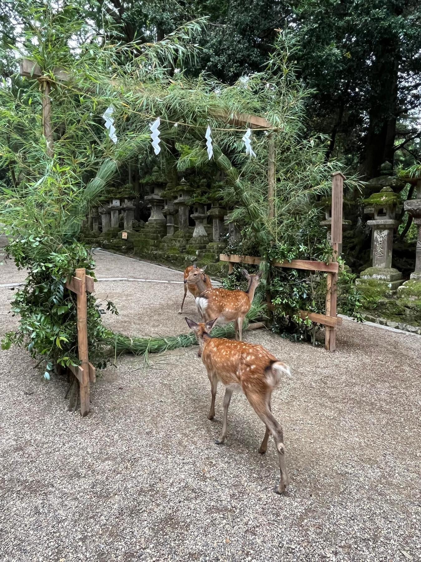 Deer at shrine gate