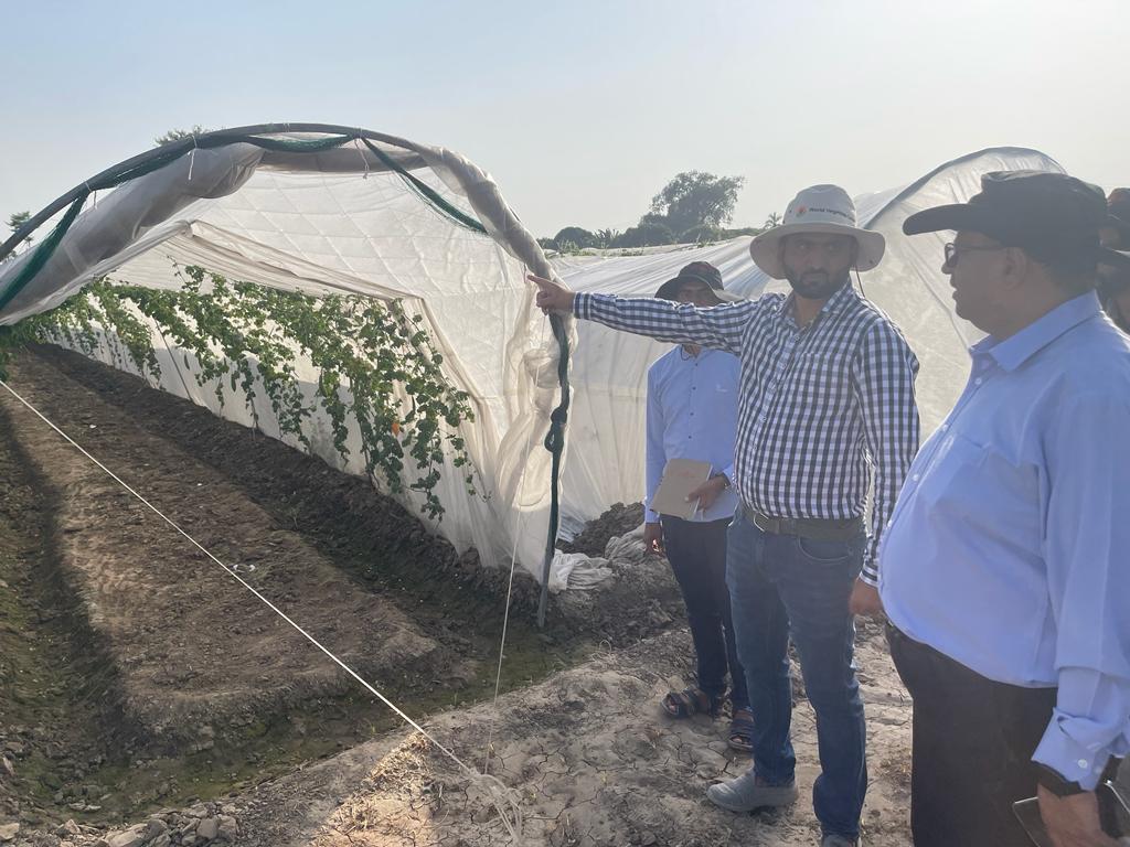Field experiment at a low-tunnel polytunnel greenhouse inspecting crops