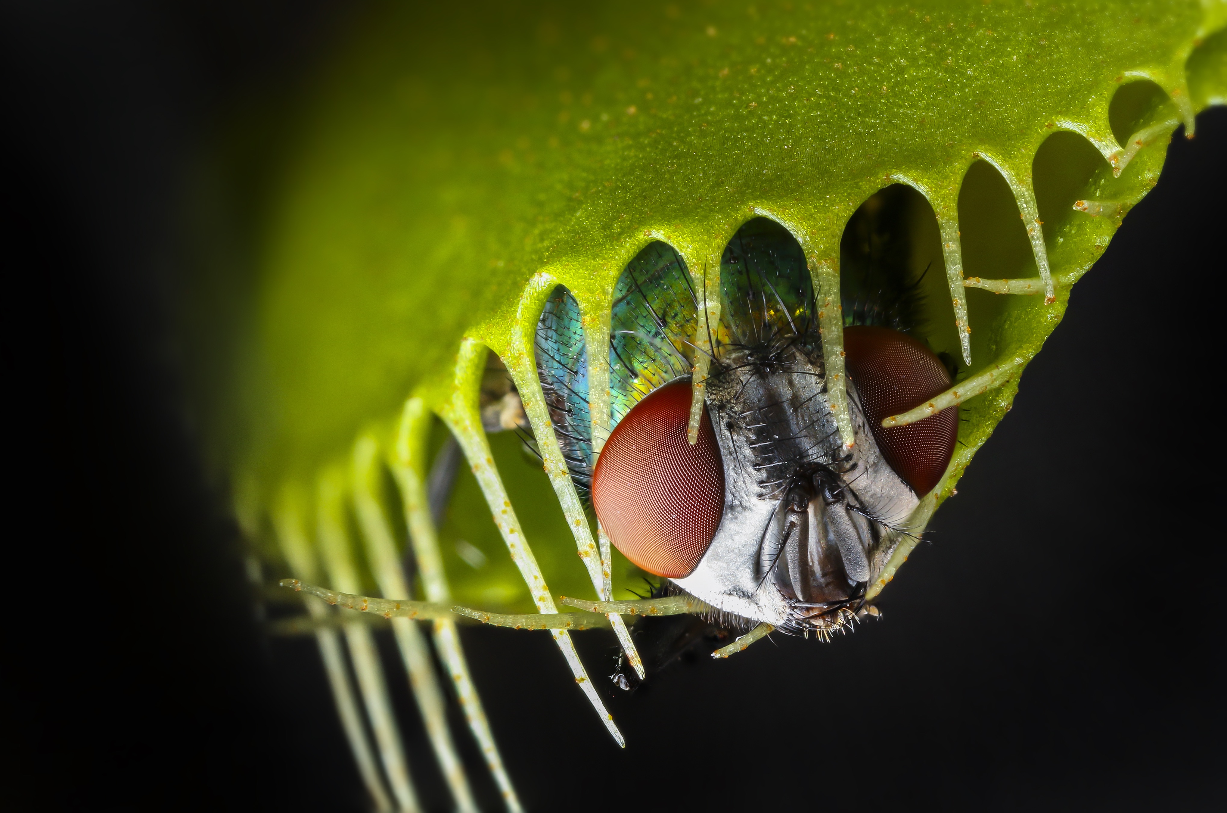 Extreme close-up of a fly caught inside a carnivorous plant