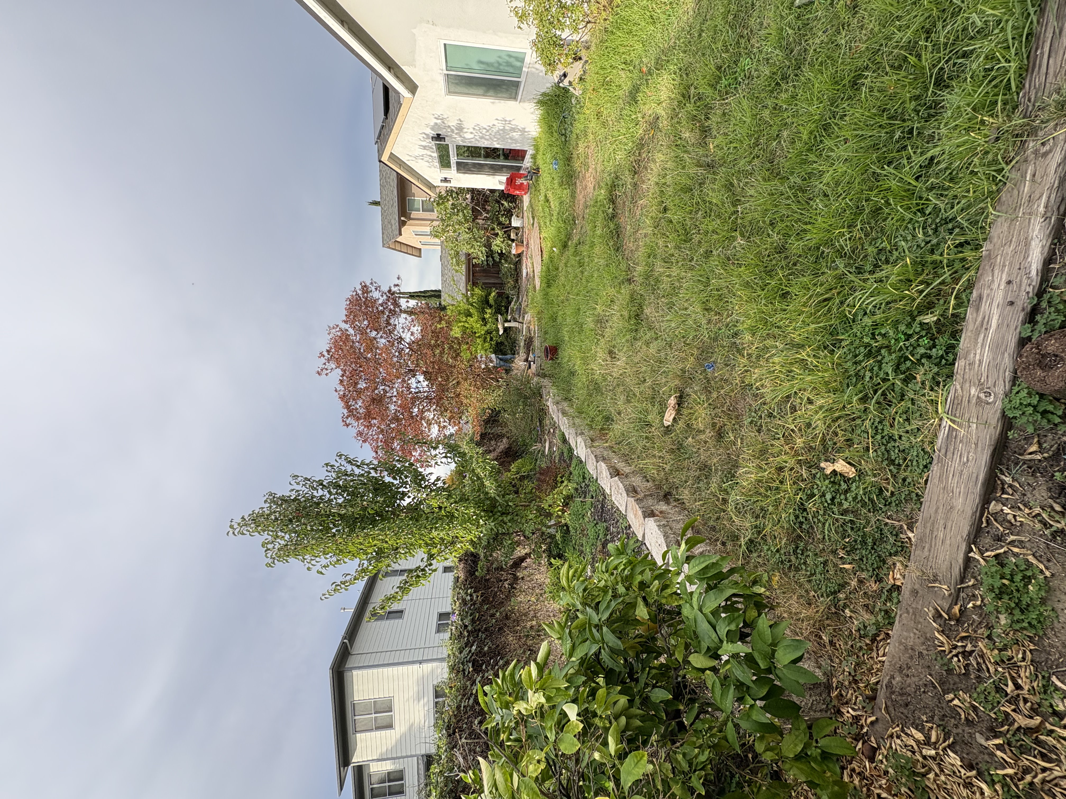 Backyard before - overgrown lawn and dated landscaping