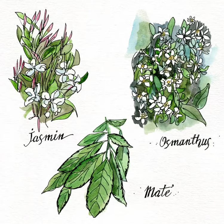 Fresh Tea Perfume - Thumbnail 4