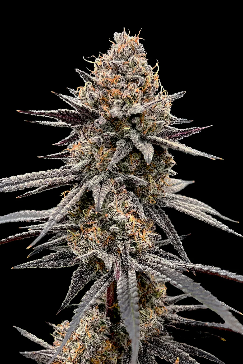 Cherry Mint