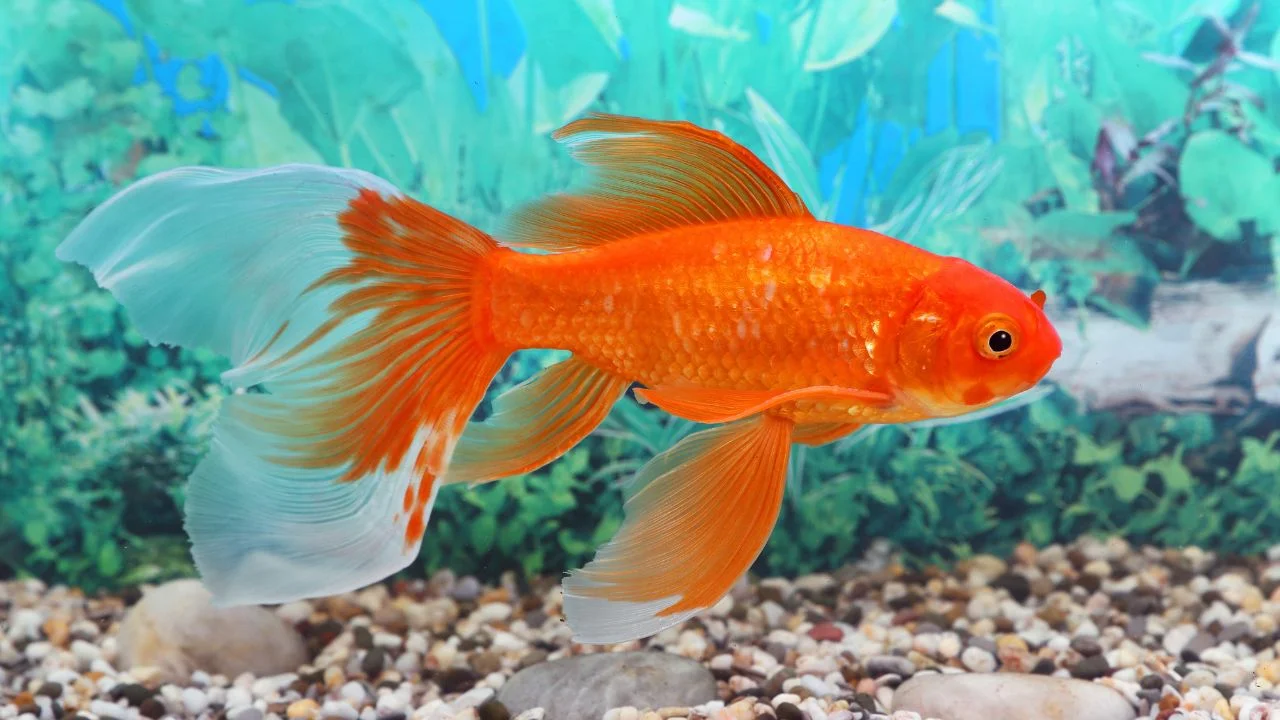 Carassius auratus — Goldfish in Aquarium