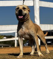 Foto de Golias