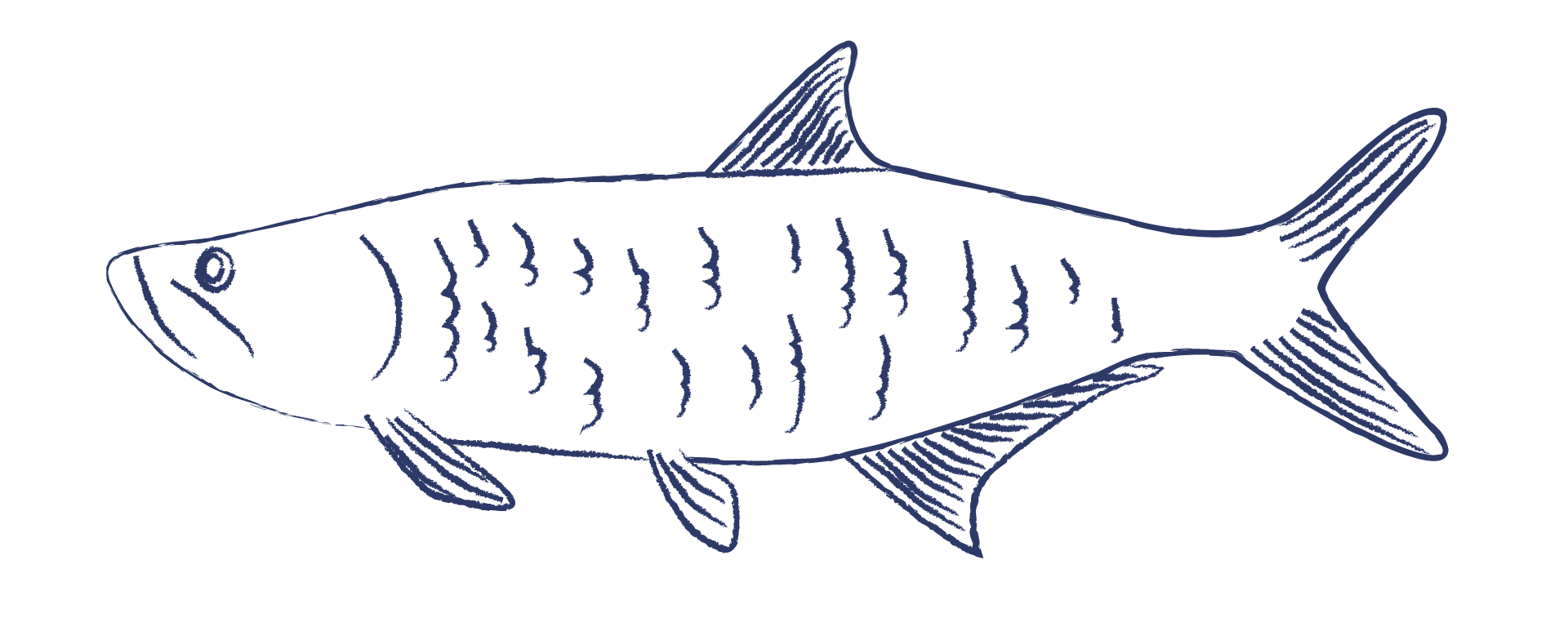 Ilustração de peixe