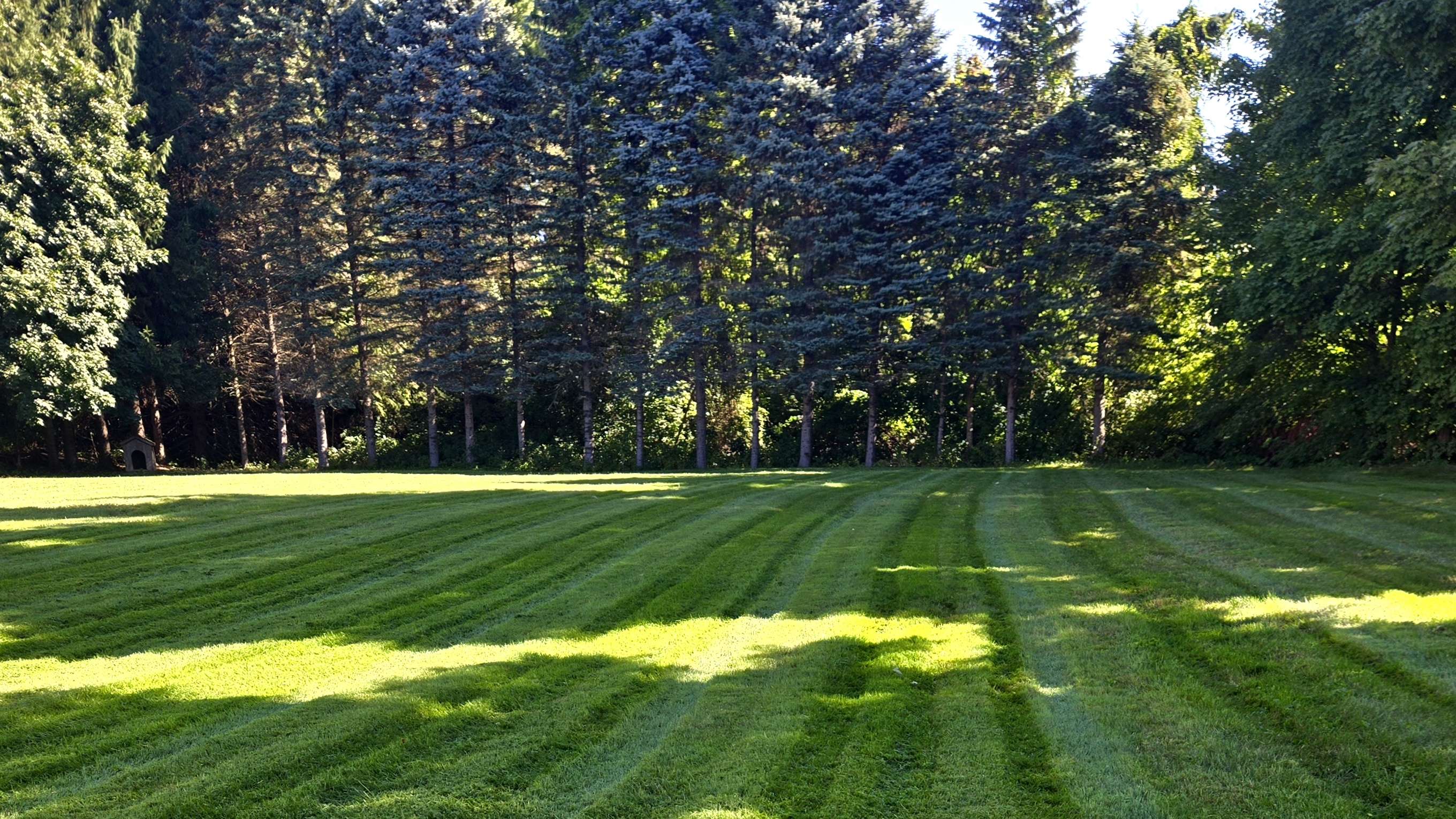 Perfectly manicured lawn with striped mowing pattern and forest background