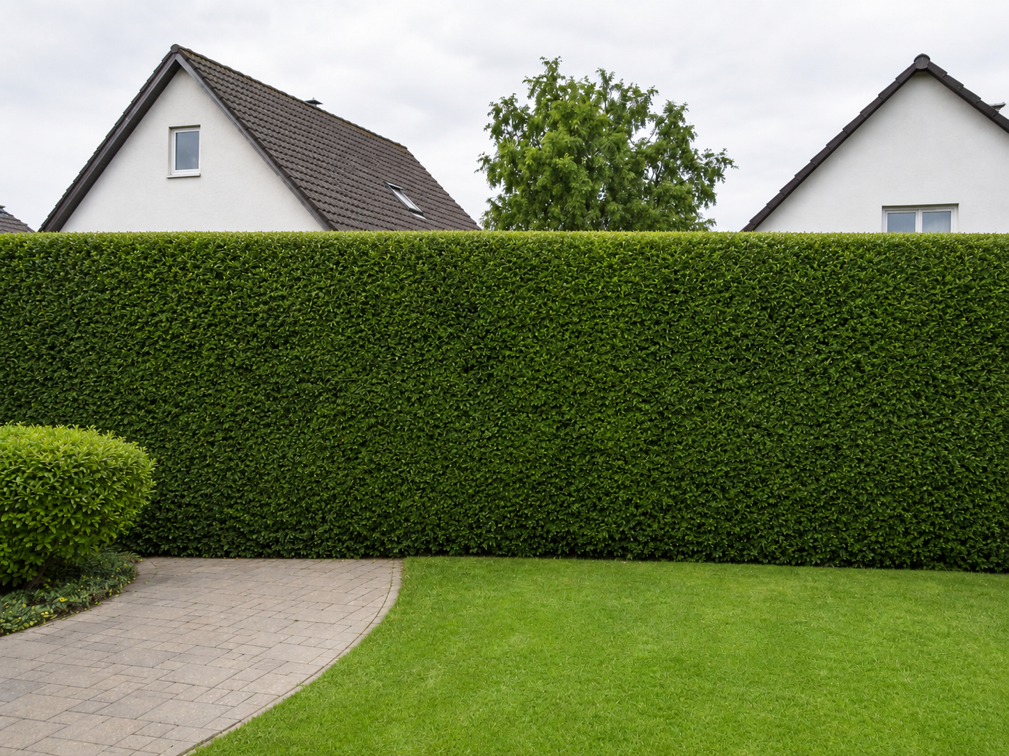Präzise geschnittene Hecke mit sauberer Form