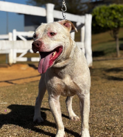 Foto de Hercules