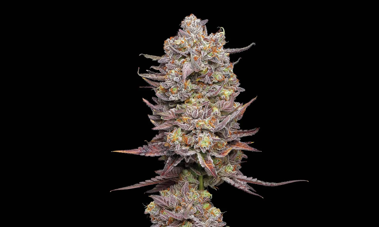 Cherry Mint thumbnail 2
