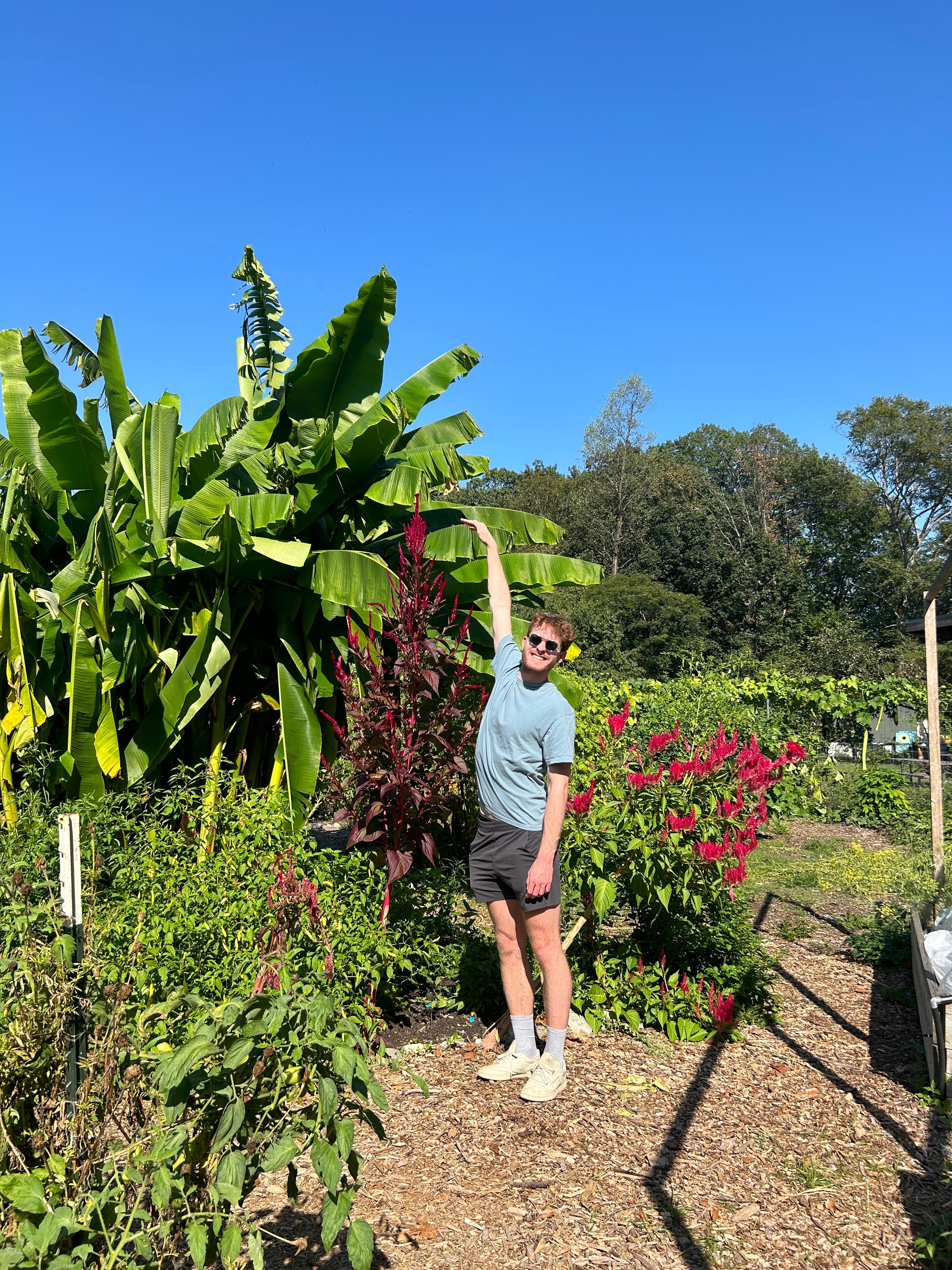 Planta de amaranto gigante en huerto