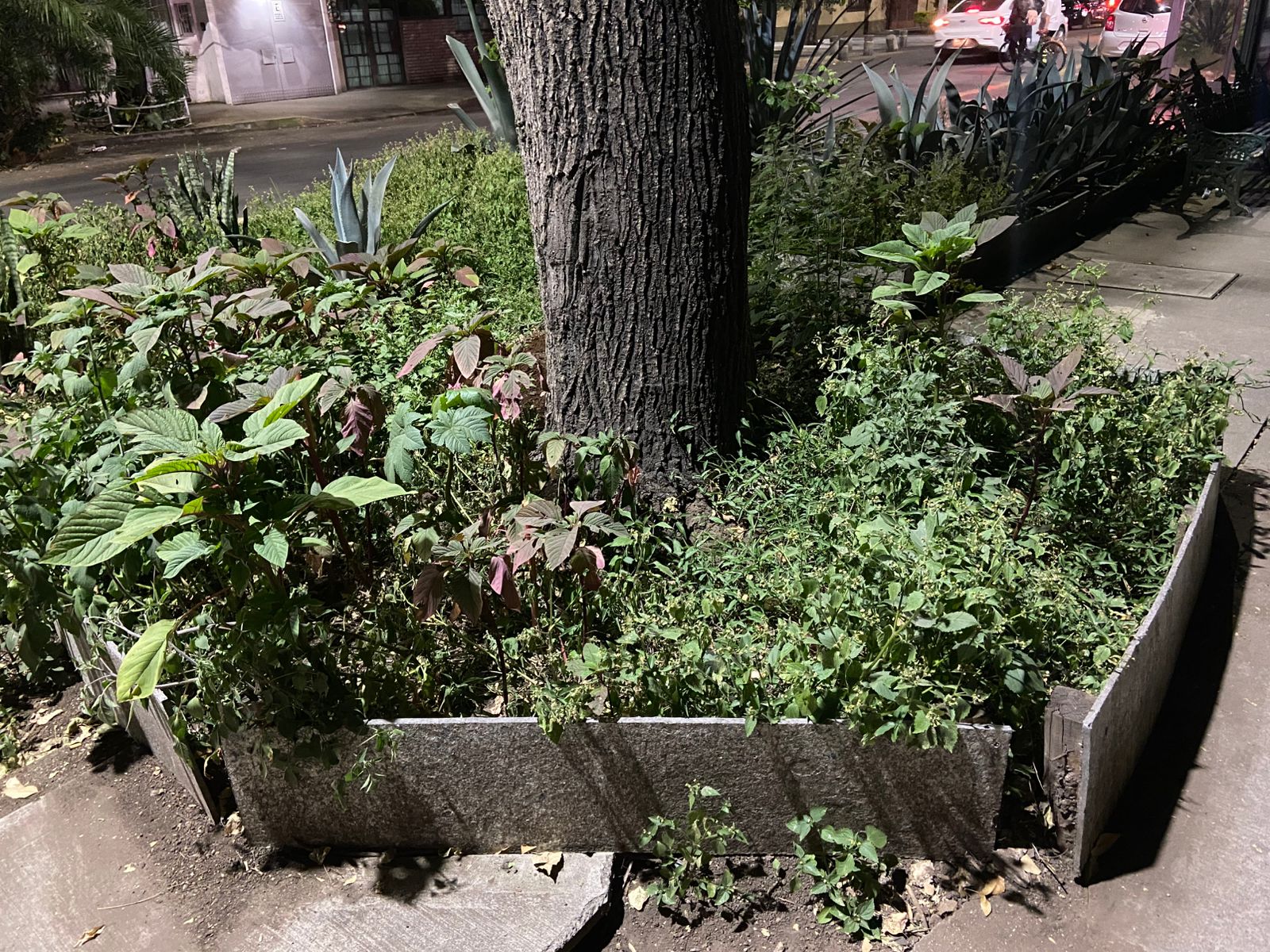 Jardinera urbana con siembra comunitaria
