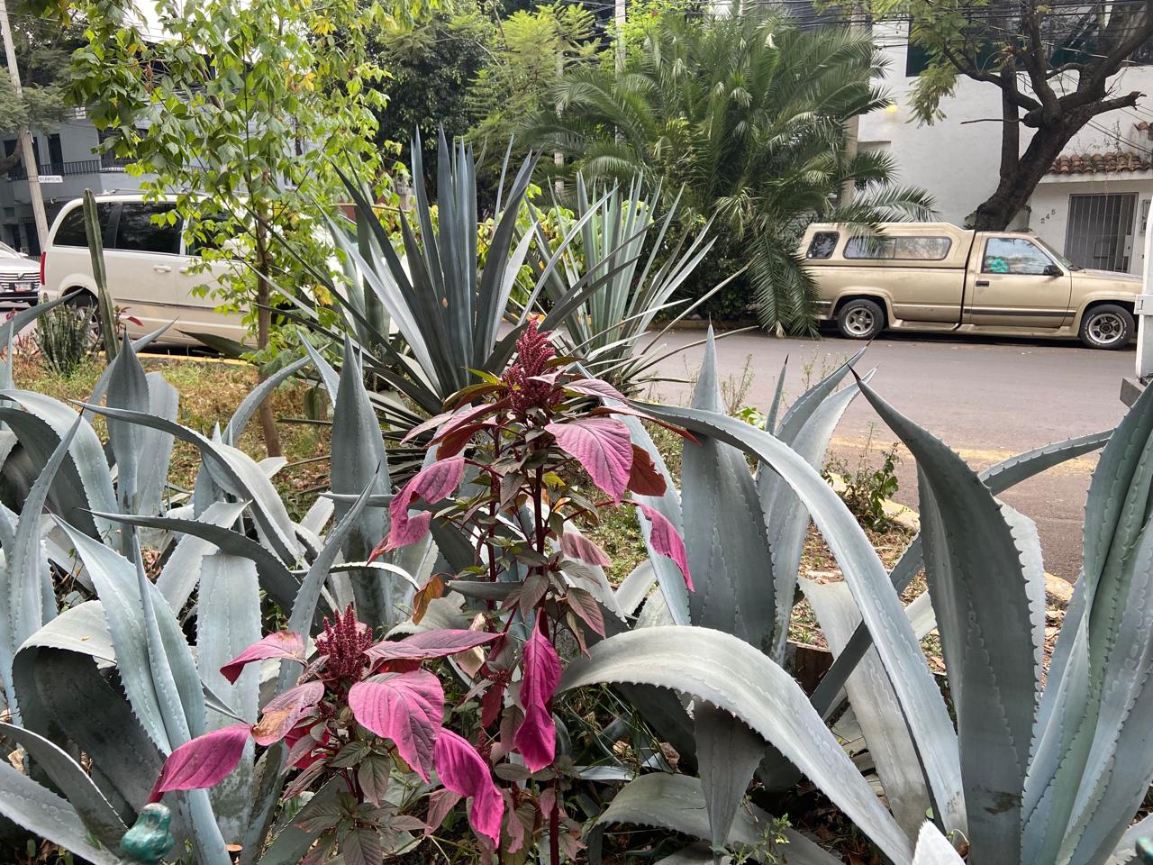 Amaranto entre agaves en espacio publico