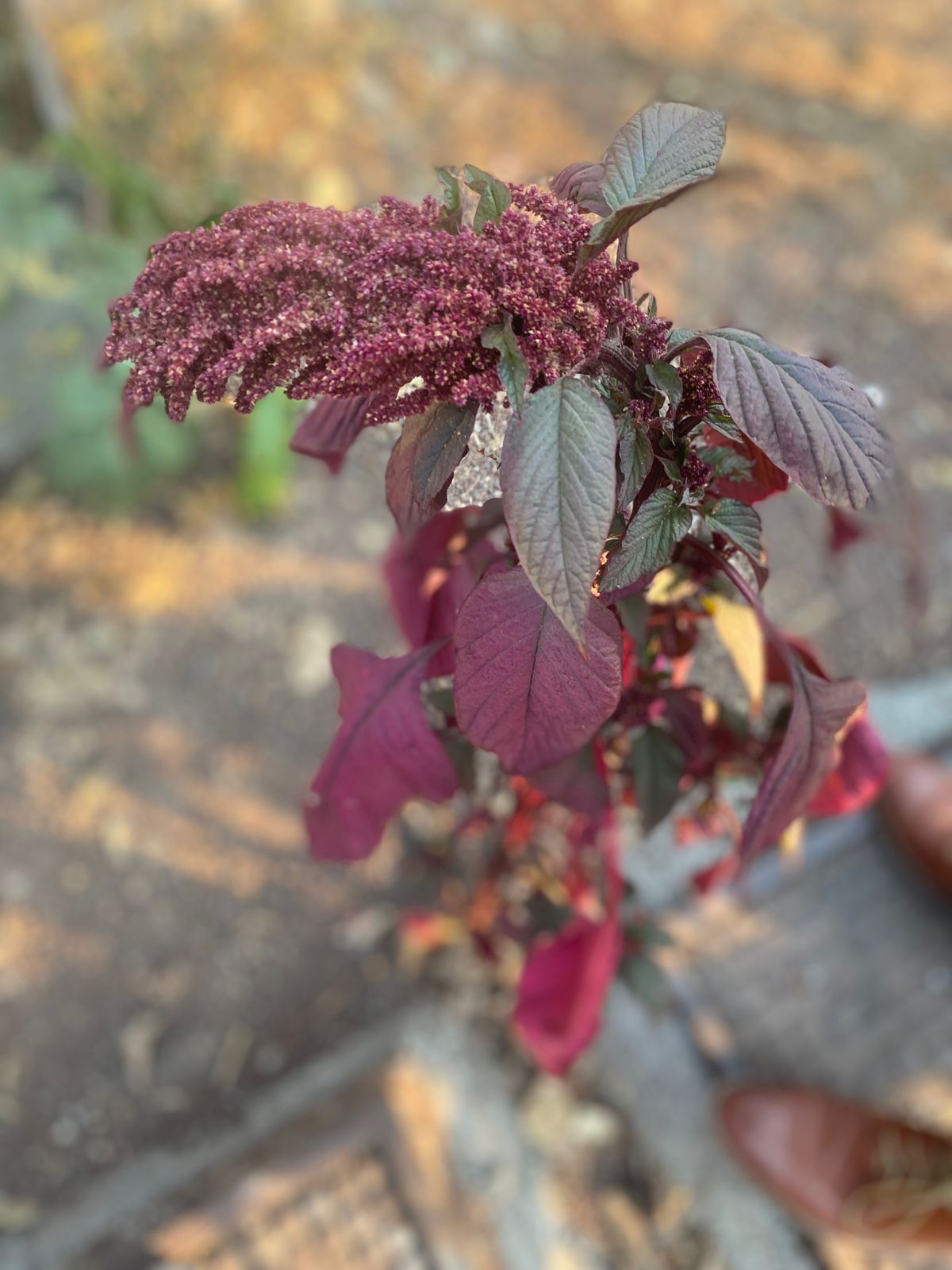 Planta de amaranto en desarrollo
