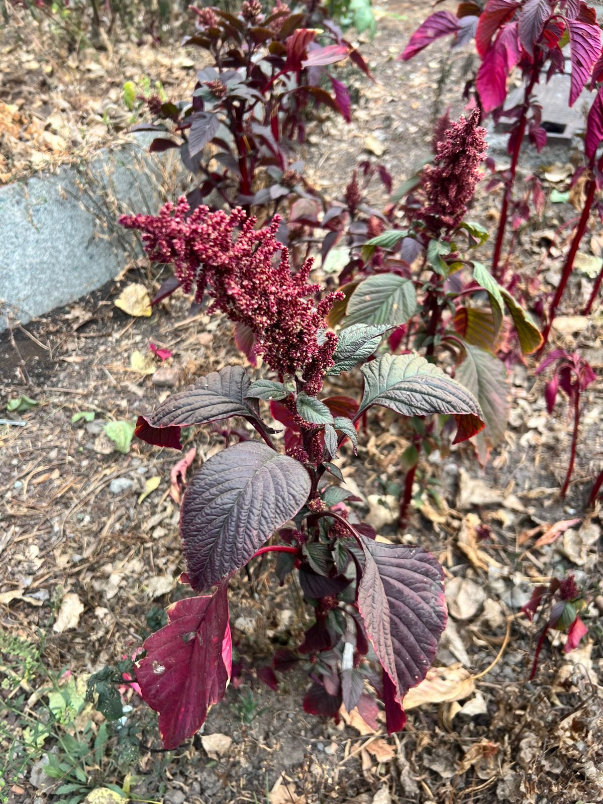 Variedad de semillas de amaranto