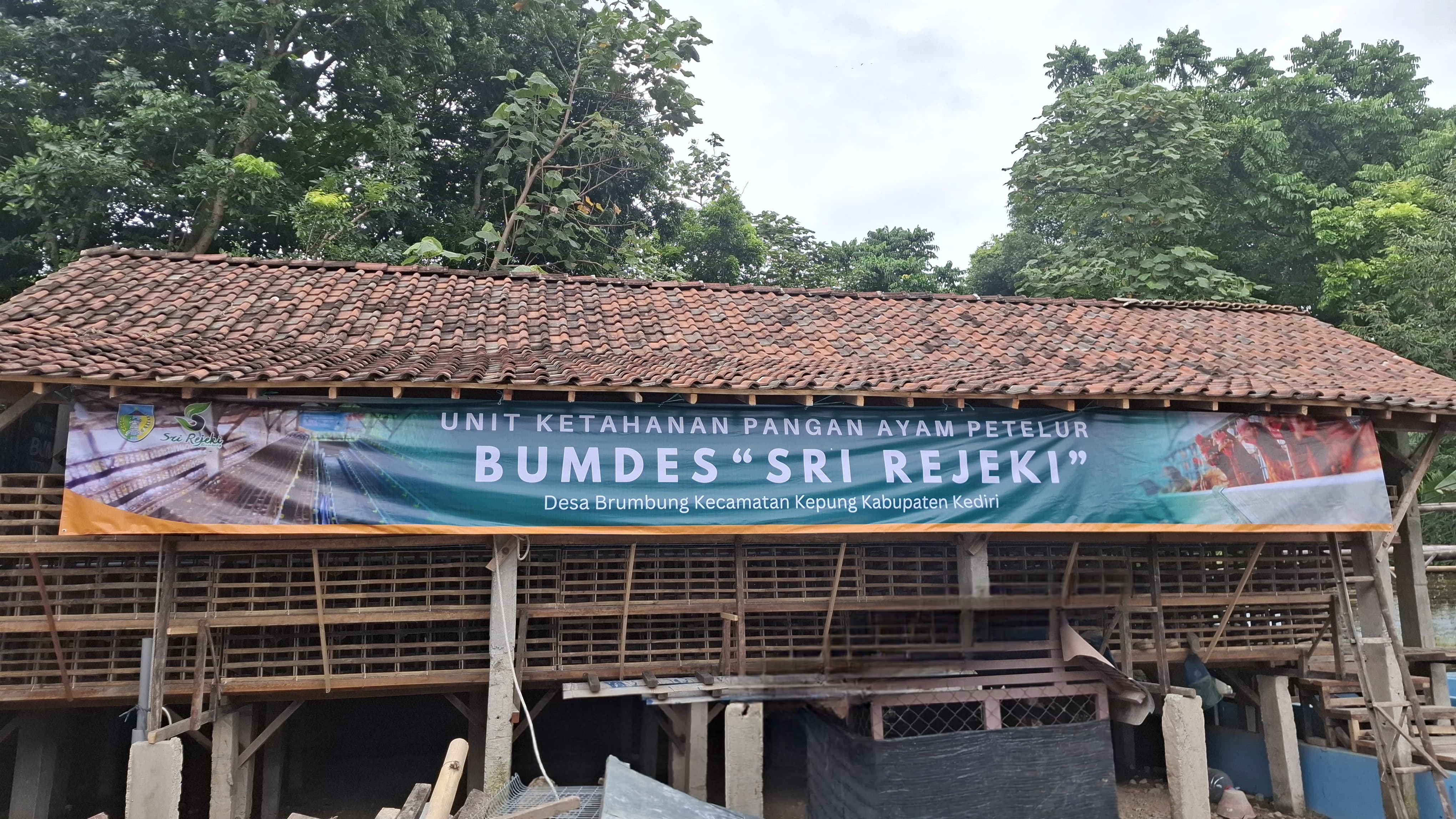 Ternak Ayam Petelur
