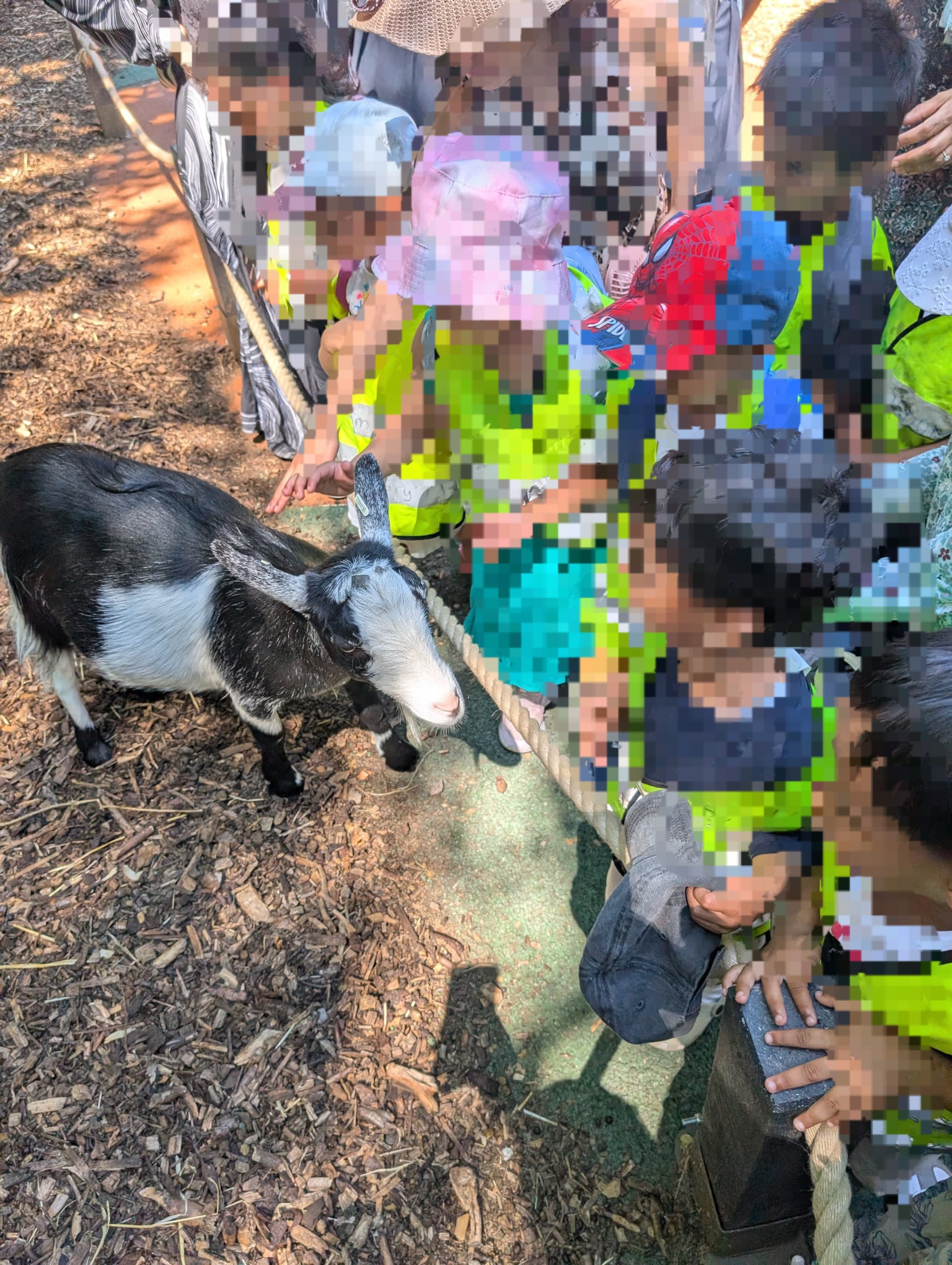 Children playing with goat in petting area