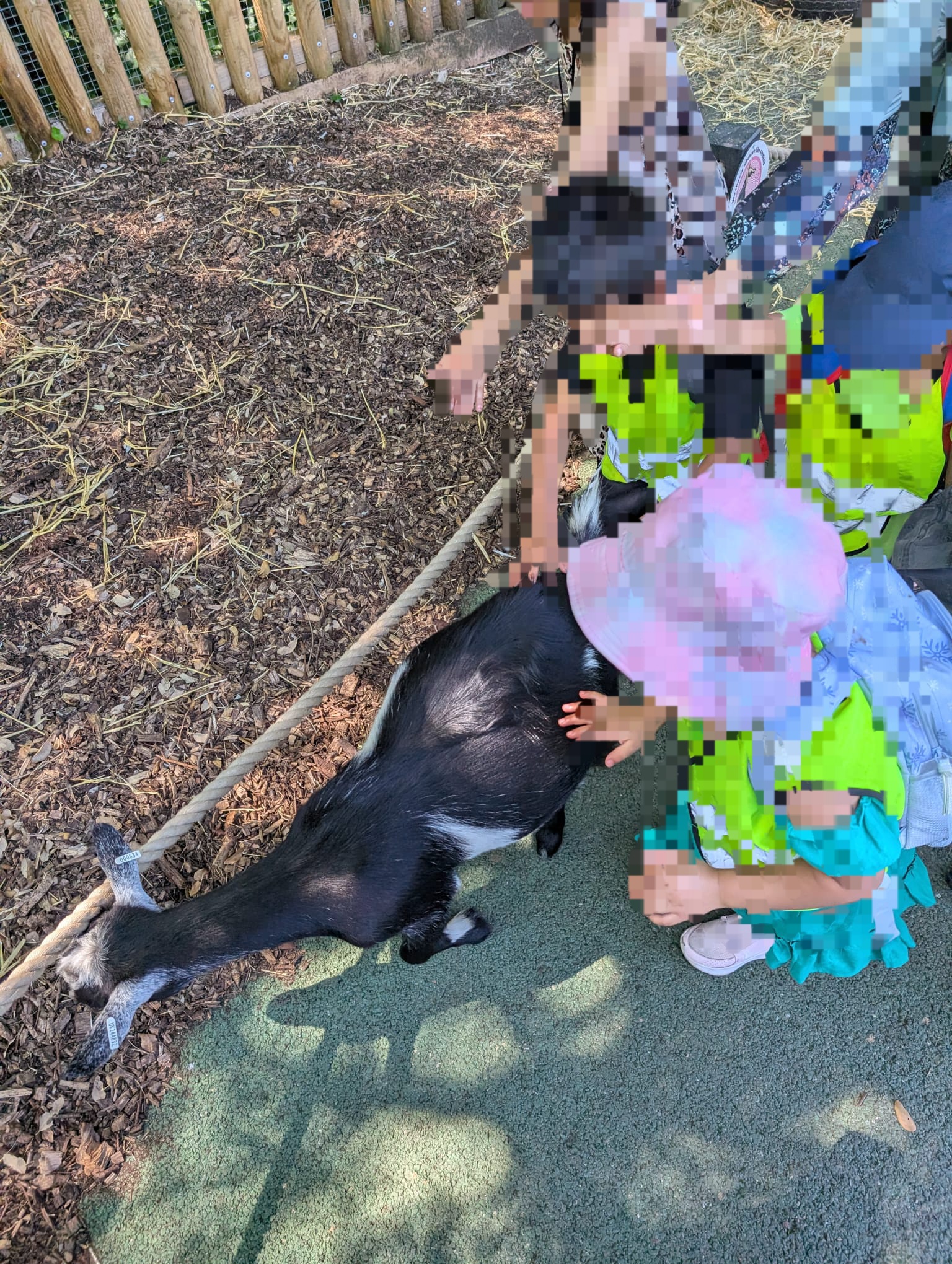 Child petting and interacting with goat