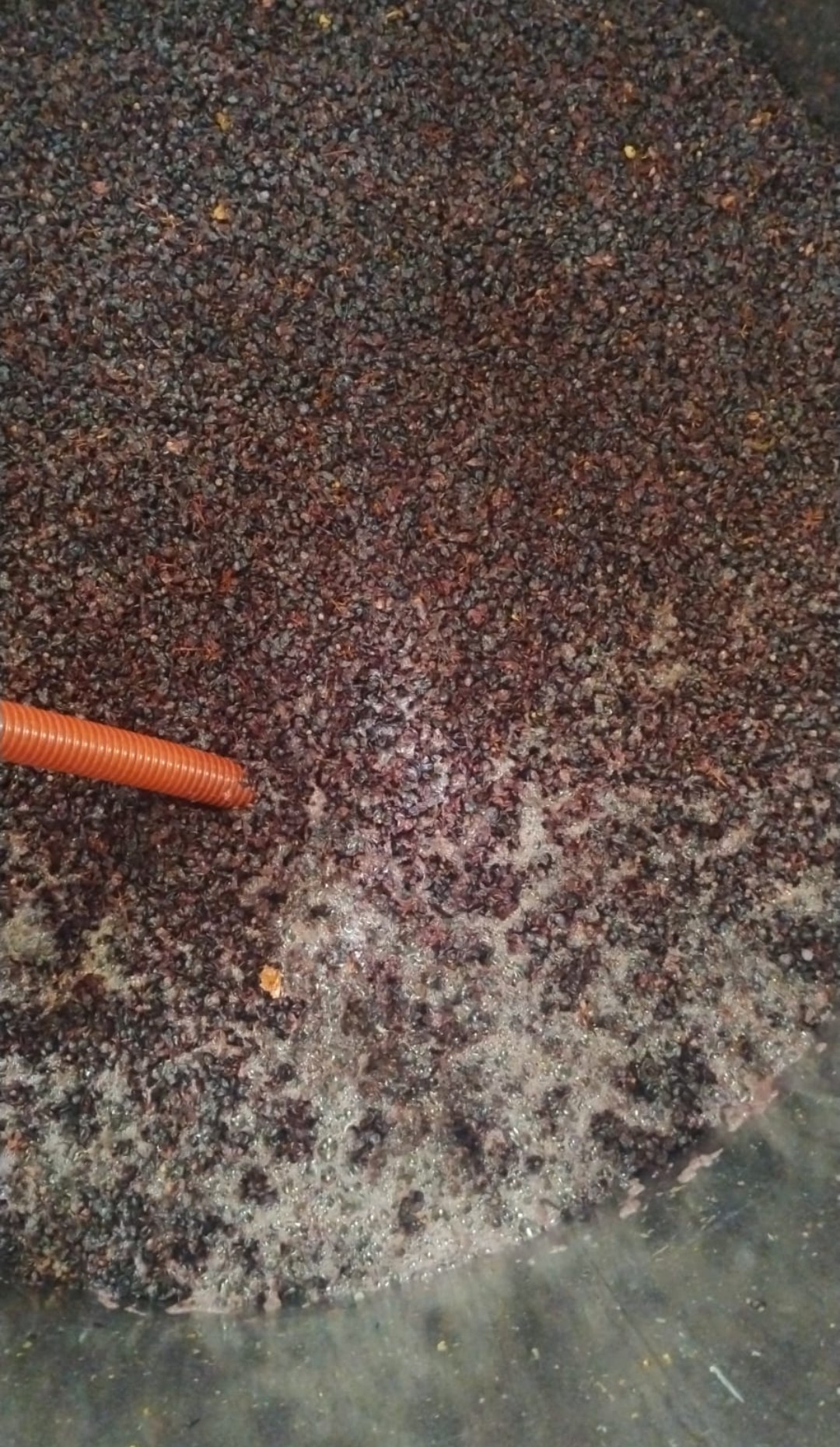 Vinacce in fermentazione in cantina
