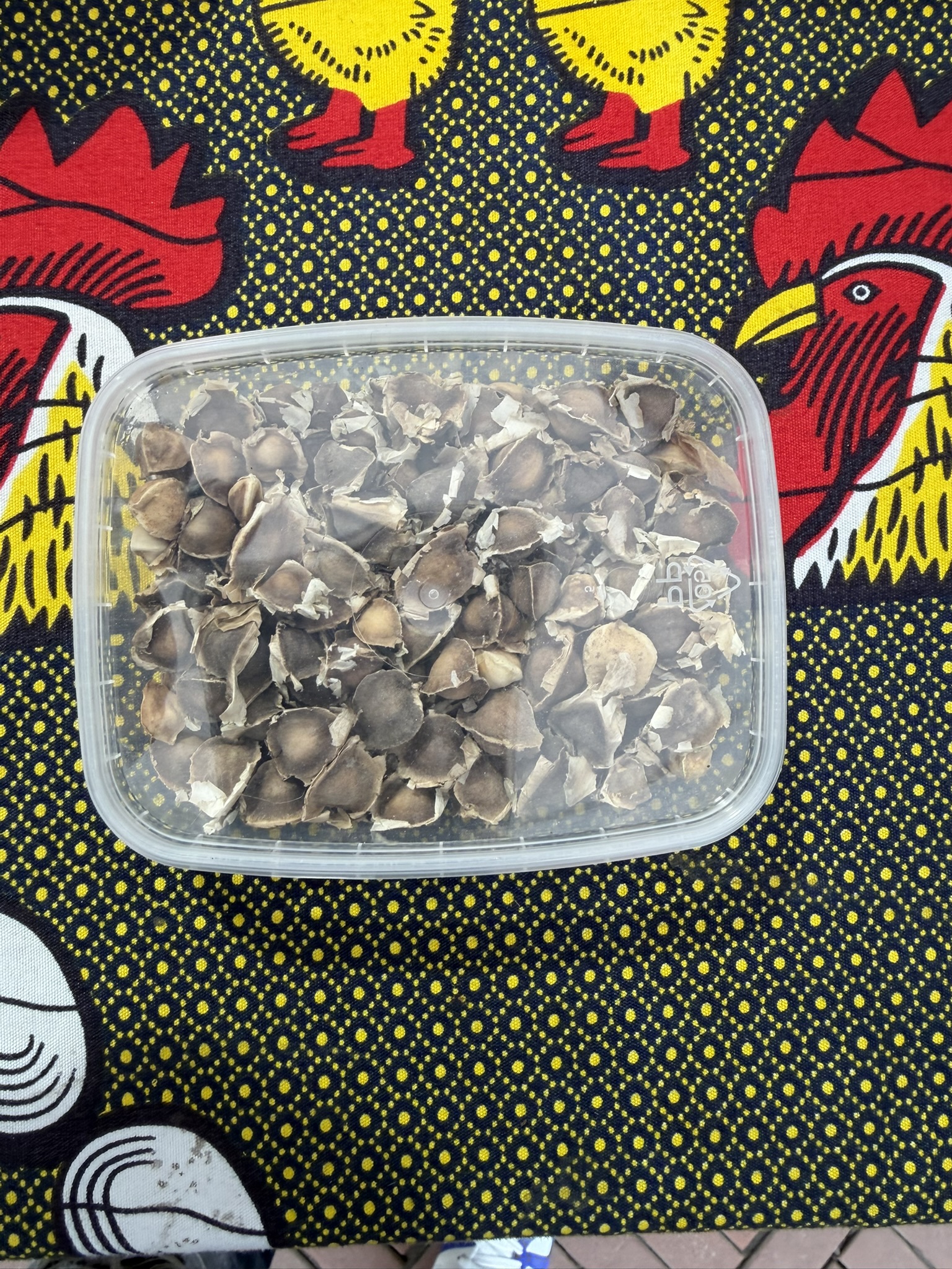 Moringa Seeds
