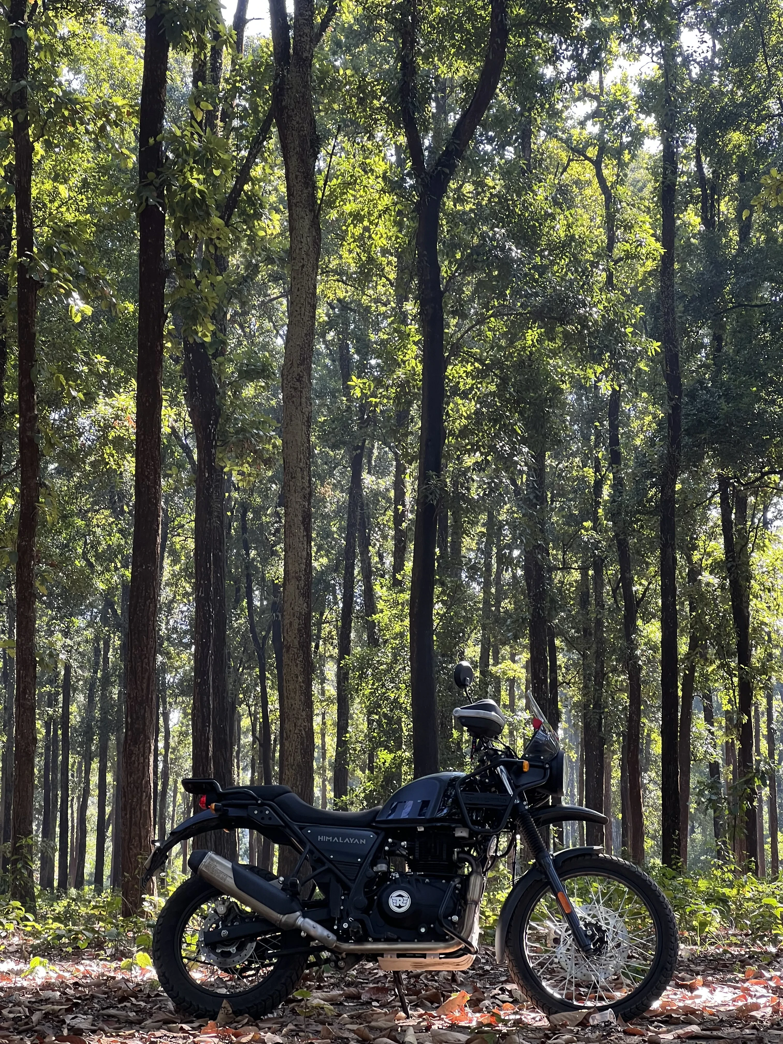 Royal Enfield Himalayan parked in sunlit forest with tall pine trees creating natural dappled lighting, perfect for off-road adventure touring in Himalayan wilderness areas. Affordable bike rentals in North Bengal for forest trail exploration.