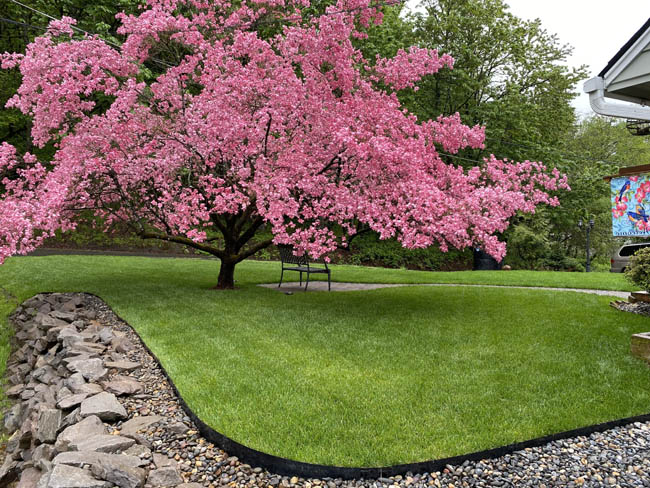 Manicured turf with stacked stone border under flowering tree