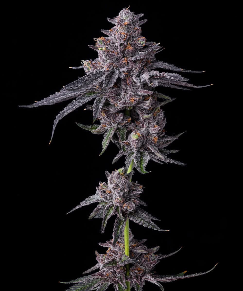 Outlaw OG