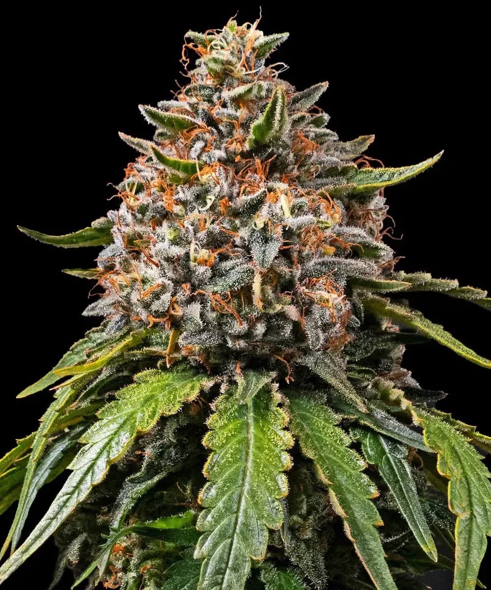 Lemon Haze