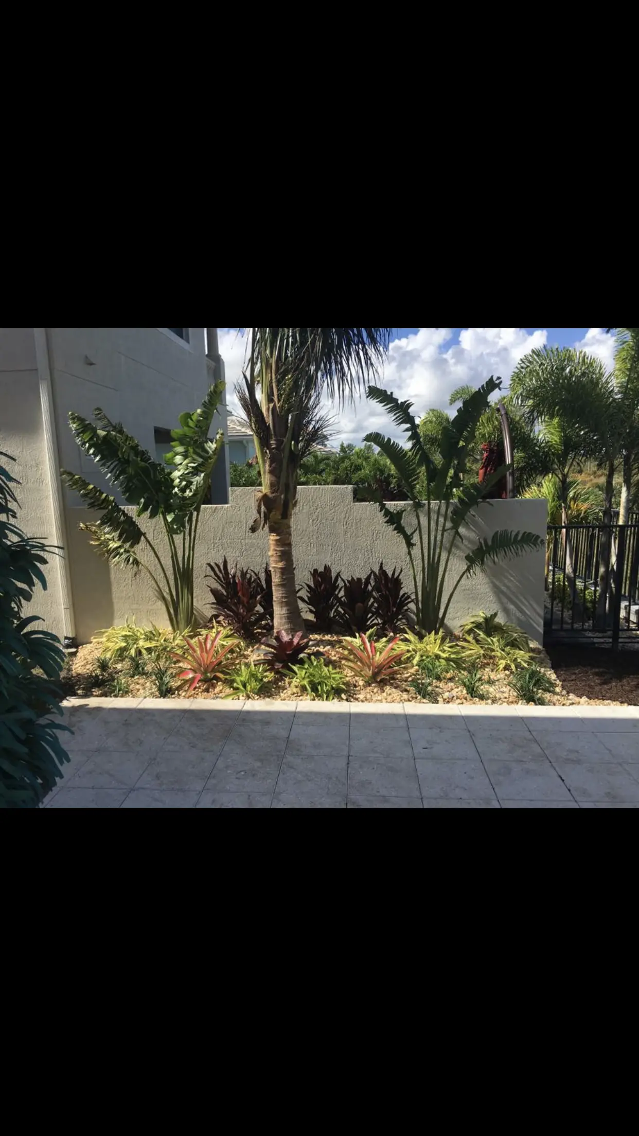 Tropical landscape planting by Integrity Landscape showing a dragon tree flanked by bird of paradise and red bromeliad plants in a pea gravel mulch bed against a white stucco privacy wall with a paver patio in the foreground