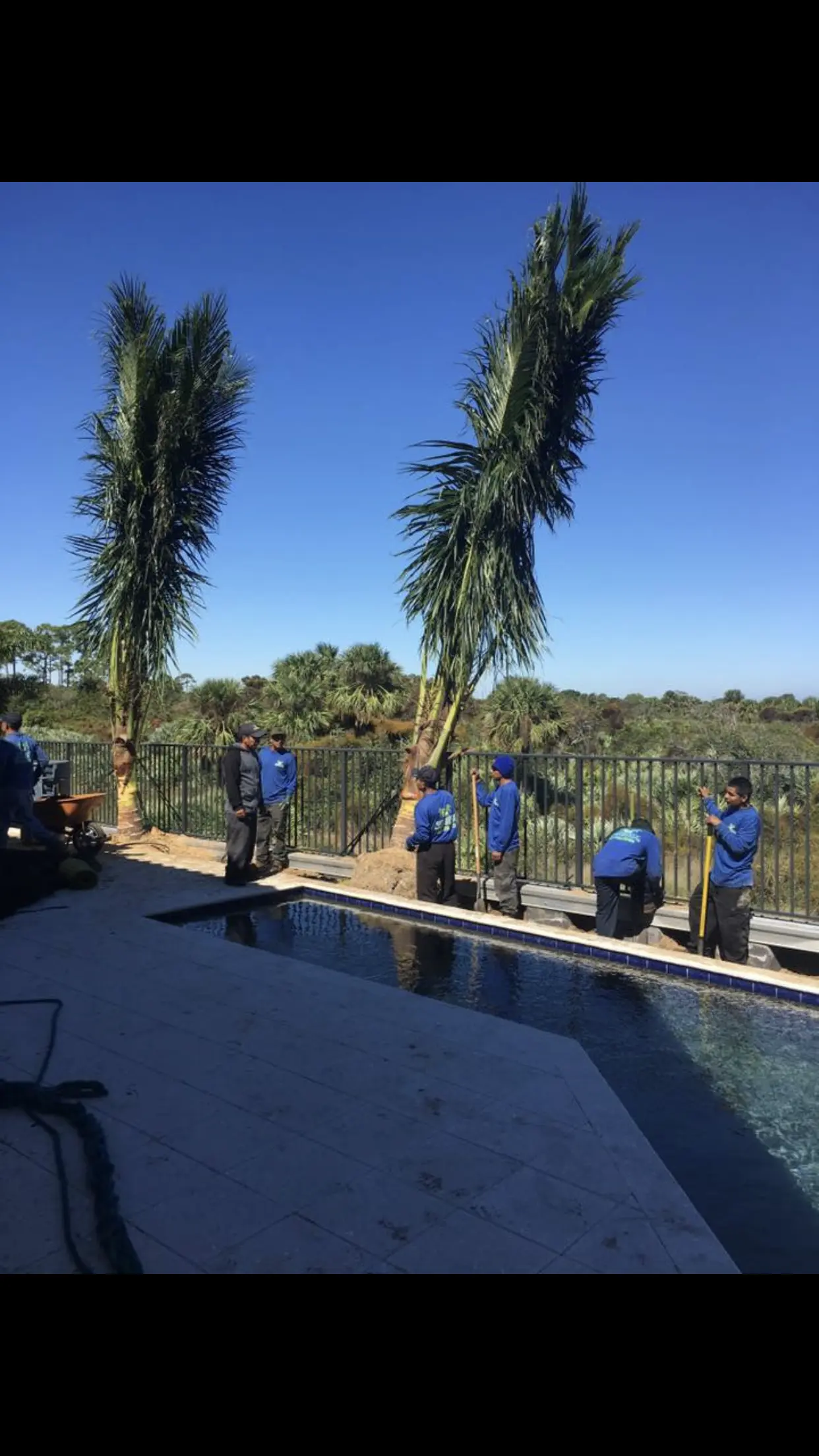 Palm tree installation by Integrity Landscape showing a crew of six in branded blue shirts positioning two tall royal palms beside a residential pool under a clear blue sky in Palm Beach County