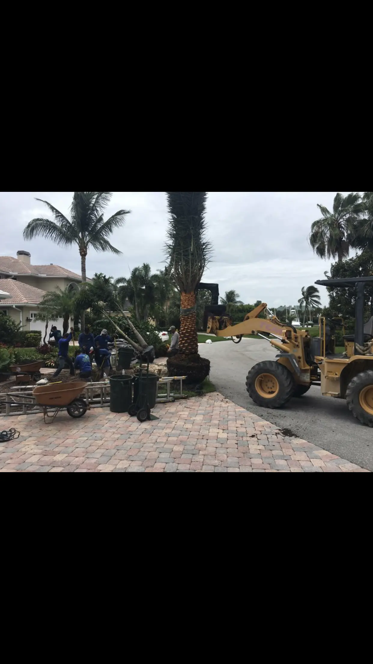 Tree removal and relocation by Integrity Landscape showing a crew in branded blue shirts operating a front-end loader to extract a large mature palm tree from a paver driveway at a waterfront Palm Beach County residence