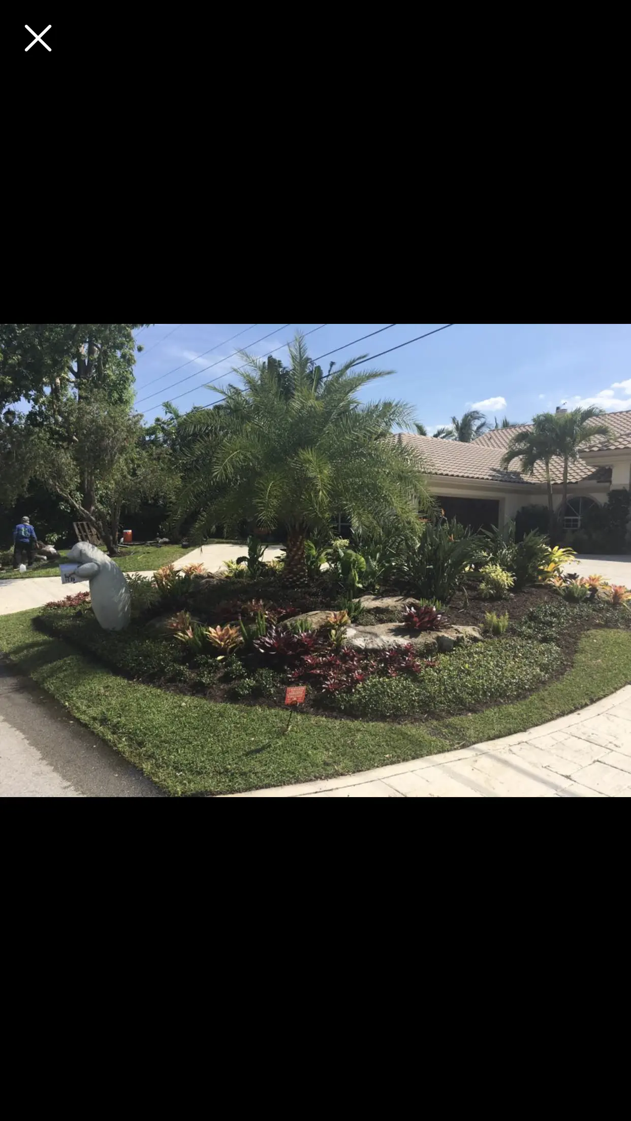 Tropical landscape island bed installation by Integrity Landscape featuring a large date palm surrounded by colorful bromeliads, natural stone boulders, and low-growing ground cover set in lush green grass at a residential Palm Beach County property