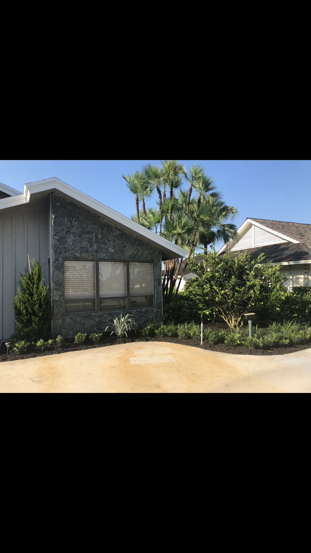 Foundation landscape planting by Integrity Landscape at a mid-century modern home with a stone-clad exterior, featuring evergreen shrubs, a pineapple agave accent, a manicured driveway bed, and fan palms visible in the background