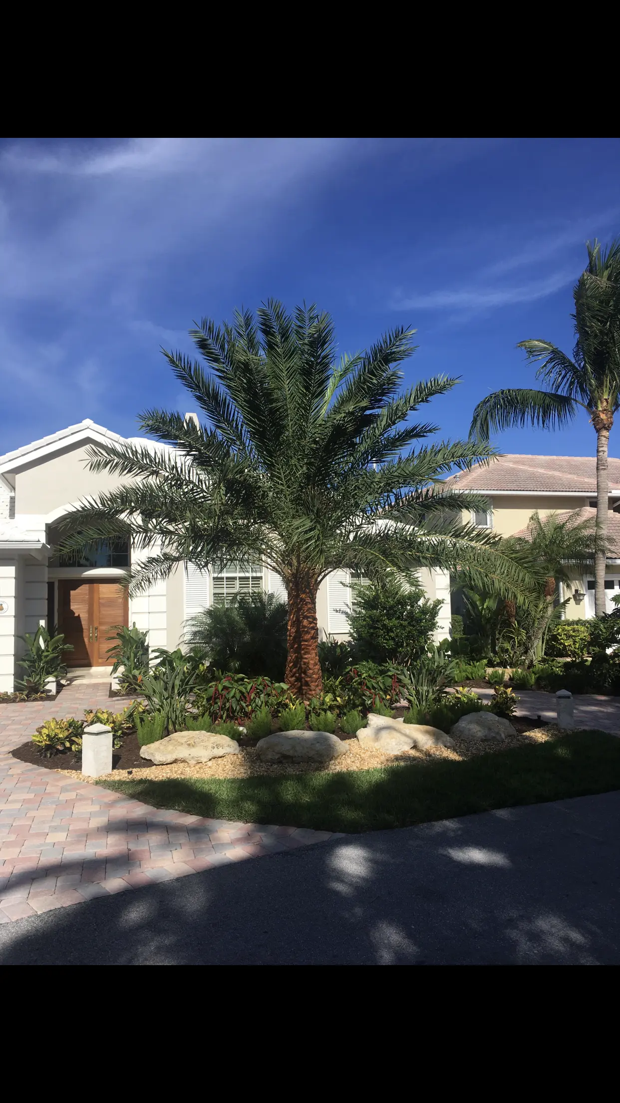 Landscape design by Integrity Landscape featuring a large canary island date palm as the centerpiece of a curved front-yard bed with tropical plants, natural boulders, and a paver driveway at a white stucco Palm Beach County home