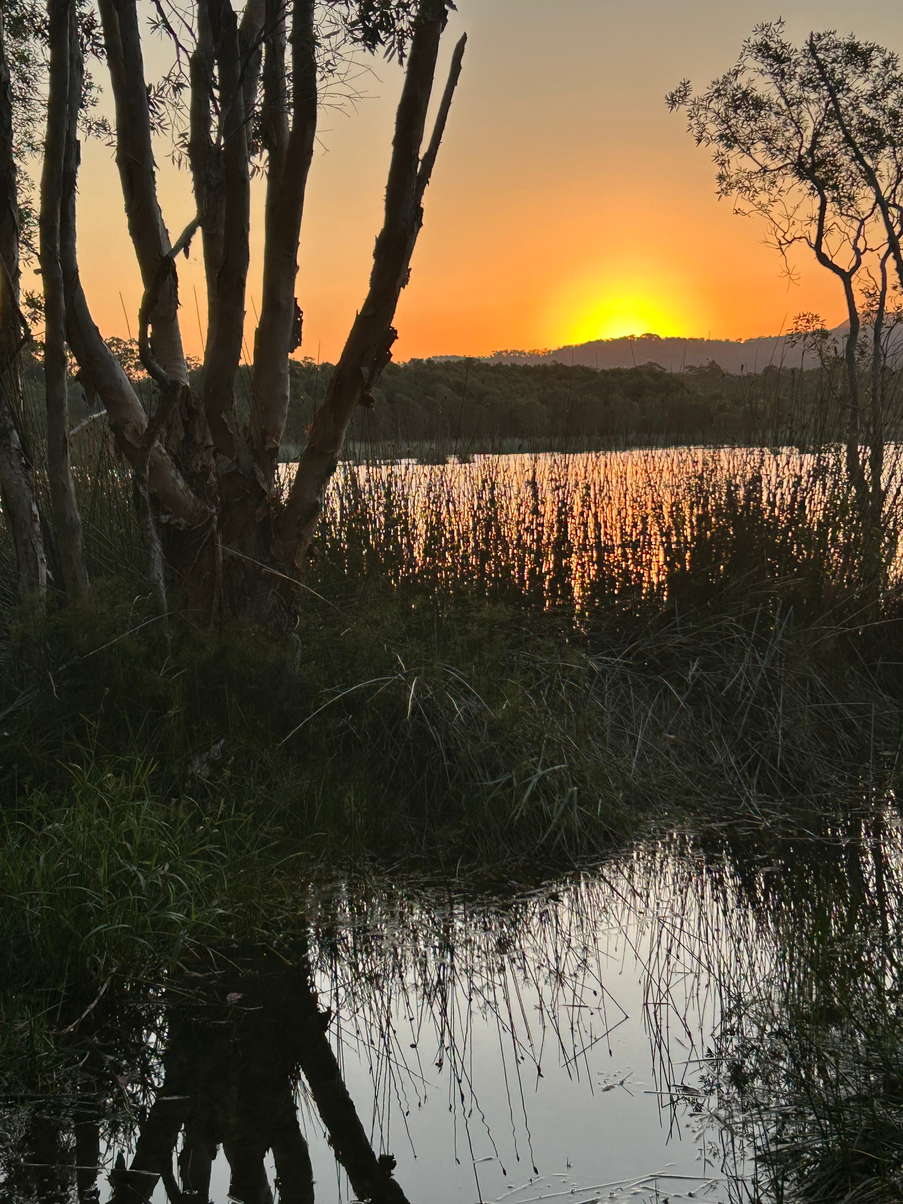 Golden sunset over a quiet Australian wetland, paperbark trees in silhouette and reeds reflecting orange light on still water