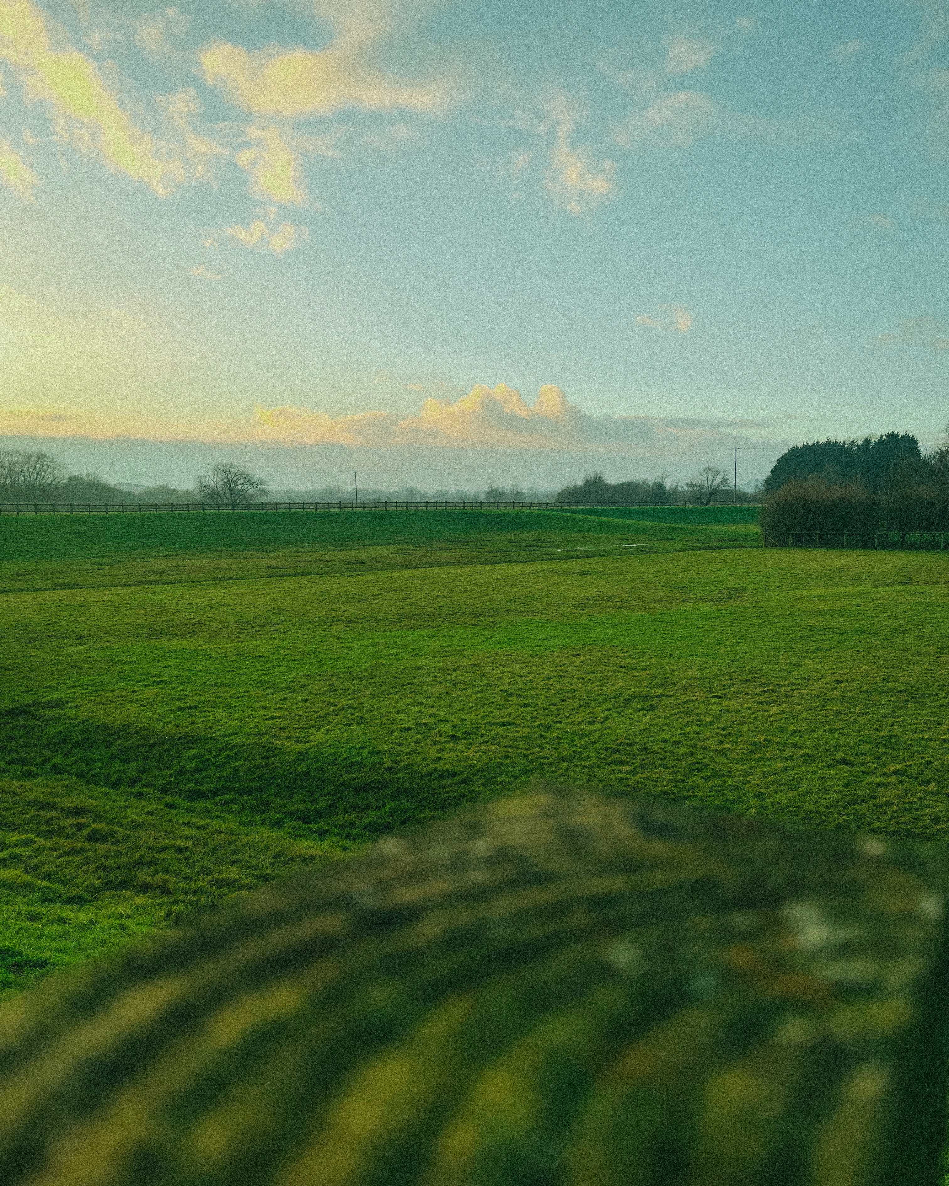 IMG_1420 / Open field
