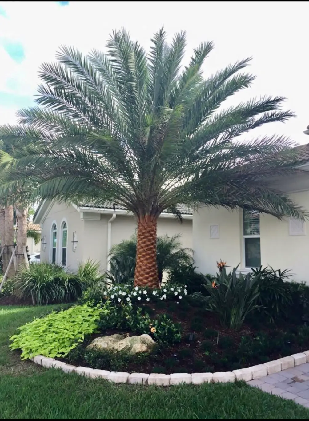 Palm tree planting by Integrity Landscape showing a mature canary island date palm anchoring a manicured front-yard garden bed with white gardenias, stone edging, and a rock accent at a South Florida home