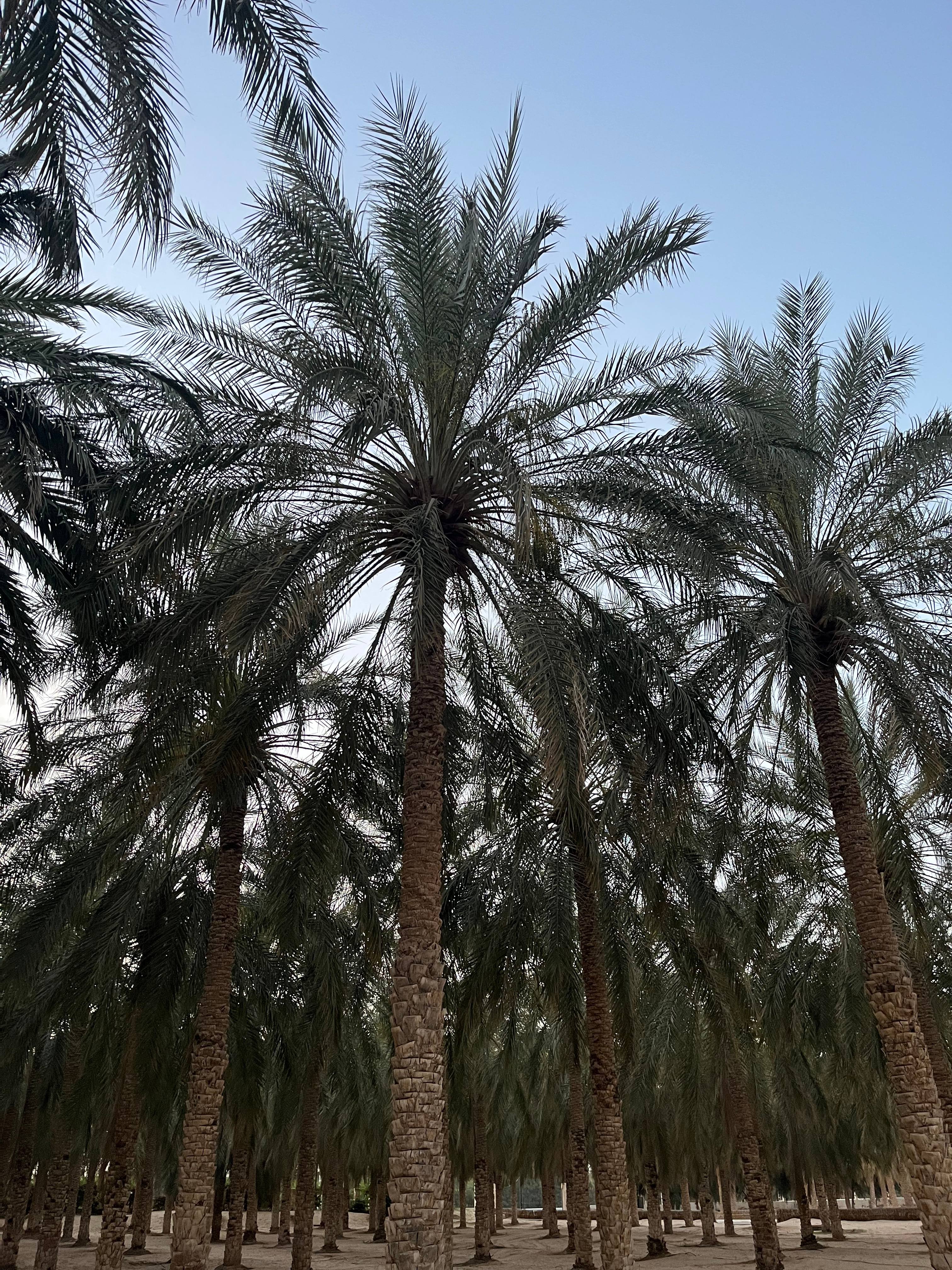 From the Heart of the Sahara