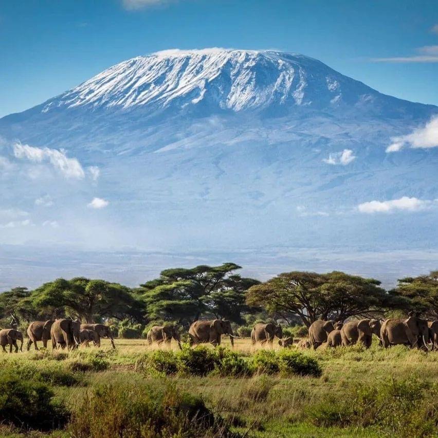 Elephants & Kilimanjaro