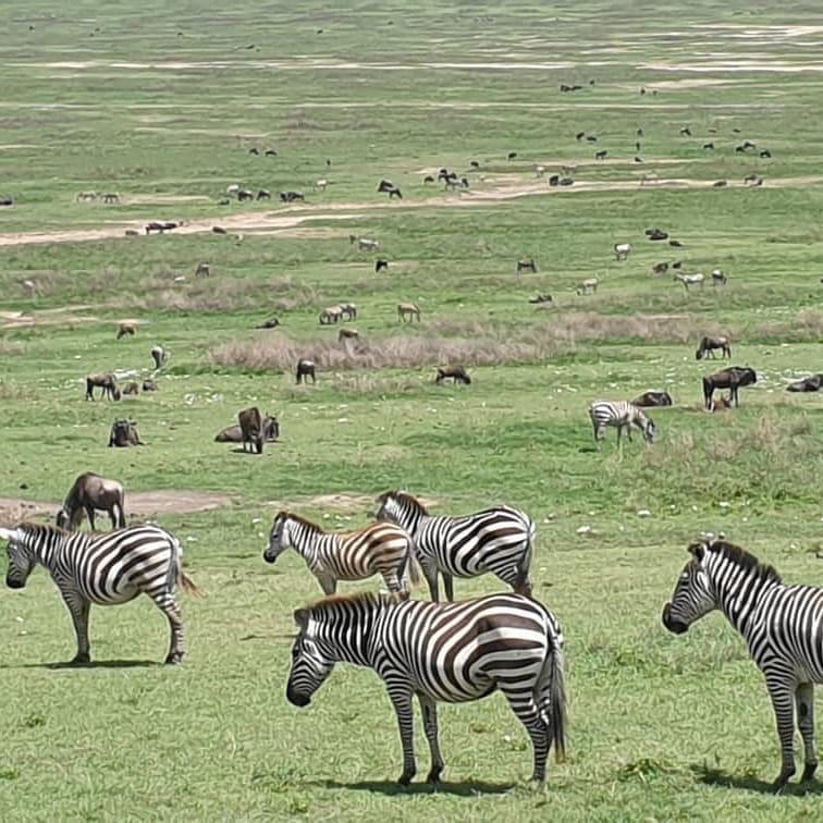 Zebras in Serengeti