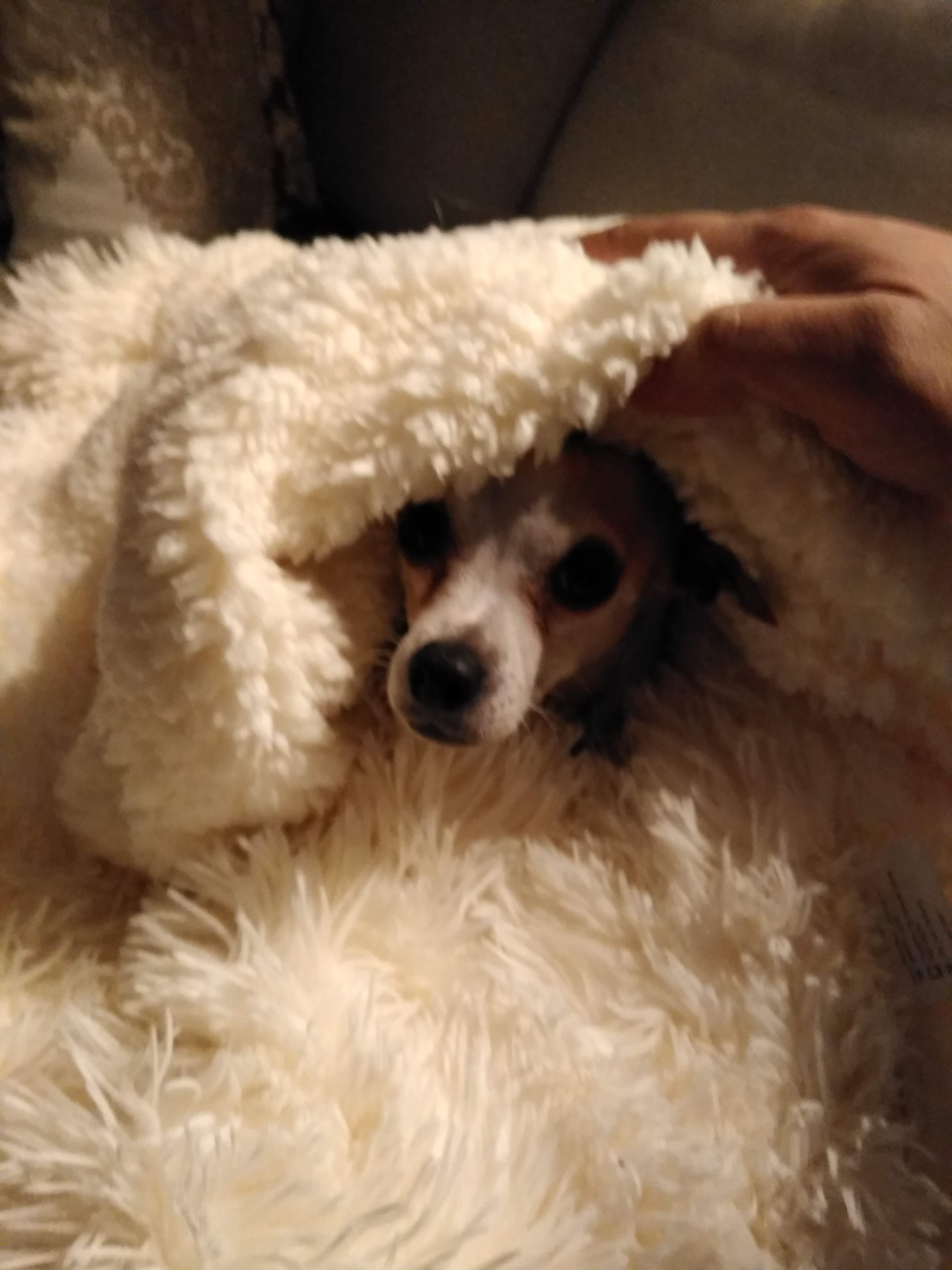 Eugene snuggled in a blanket