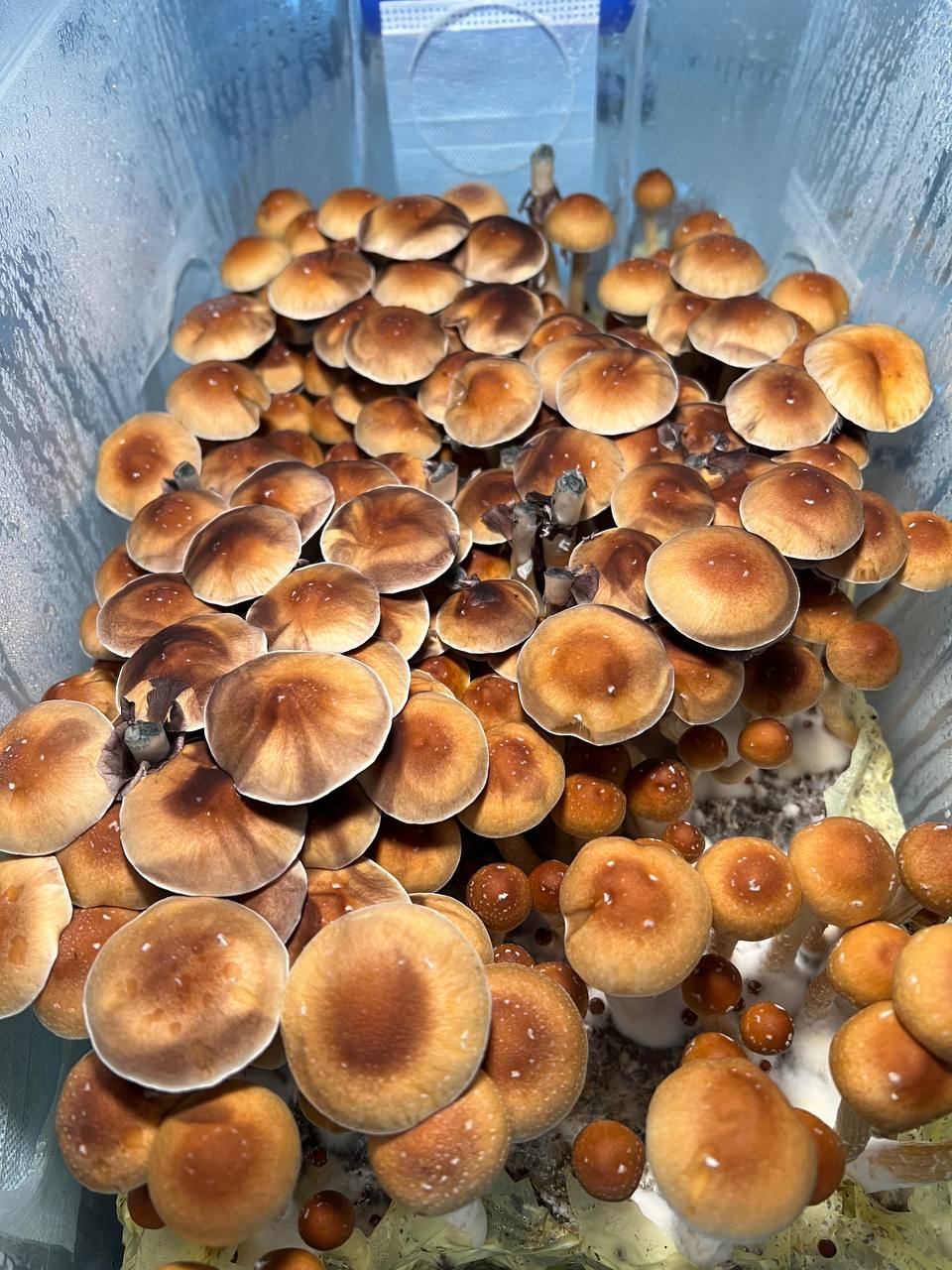 B+