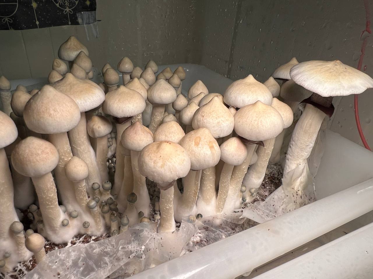 Albino A+