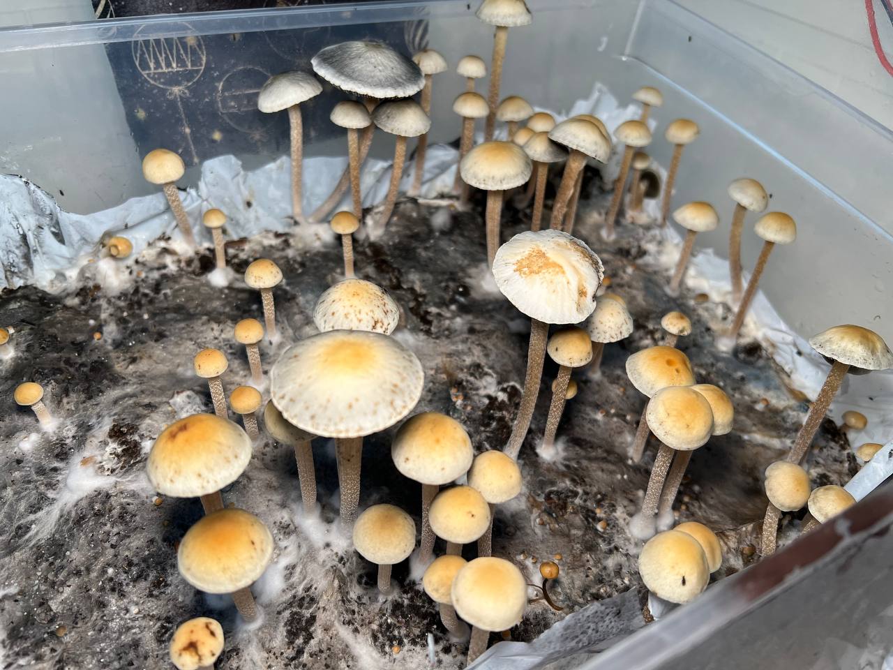 Blue Meanies (Panaeolus cyanescens)
