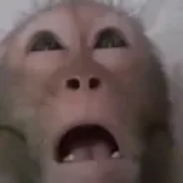 Close-up expressive Monke