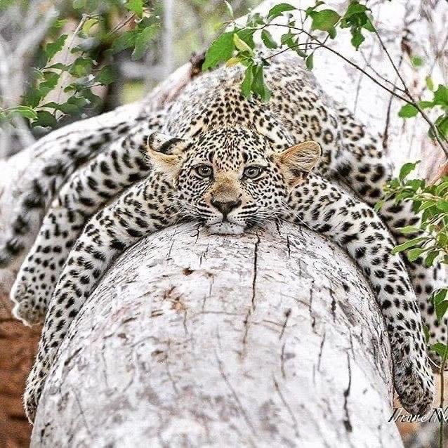 Leopard on Log