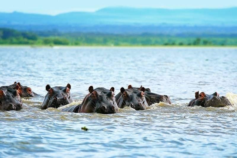 Hippos in Water