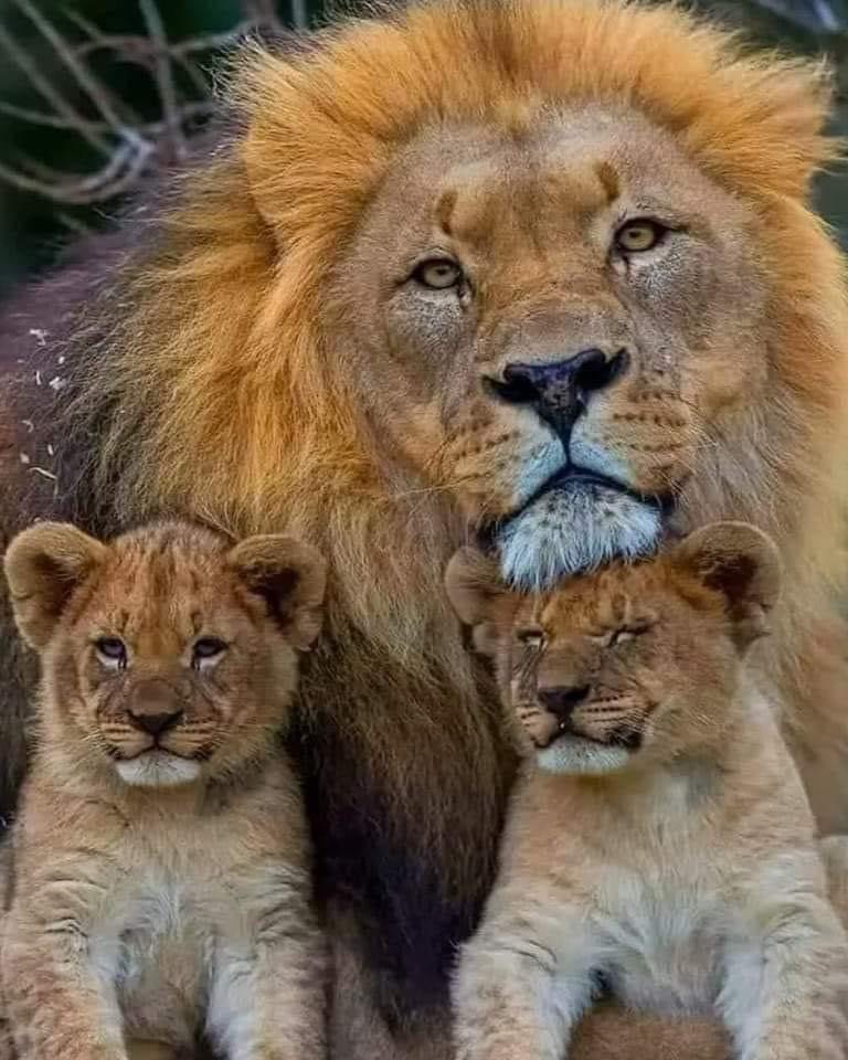 Lion Family